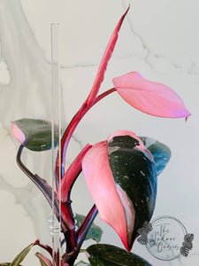 Philodendron Pink Princess cutting