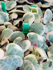 Plant Soil Pins Green in Chain of Hearts The Indoor Oasis NZ