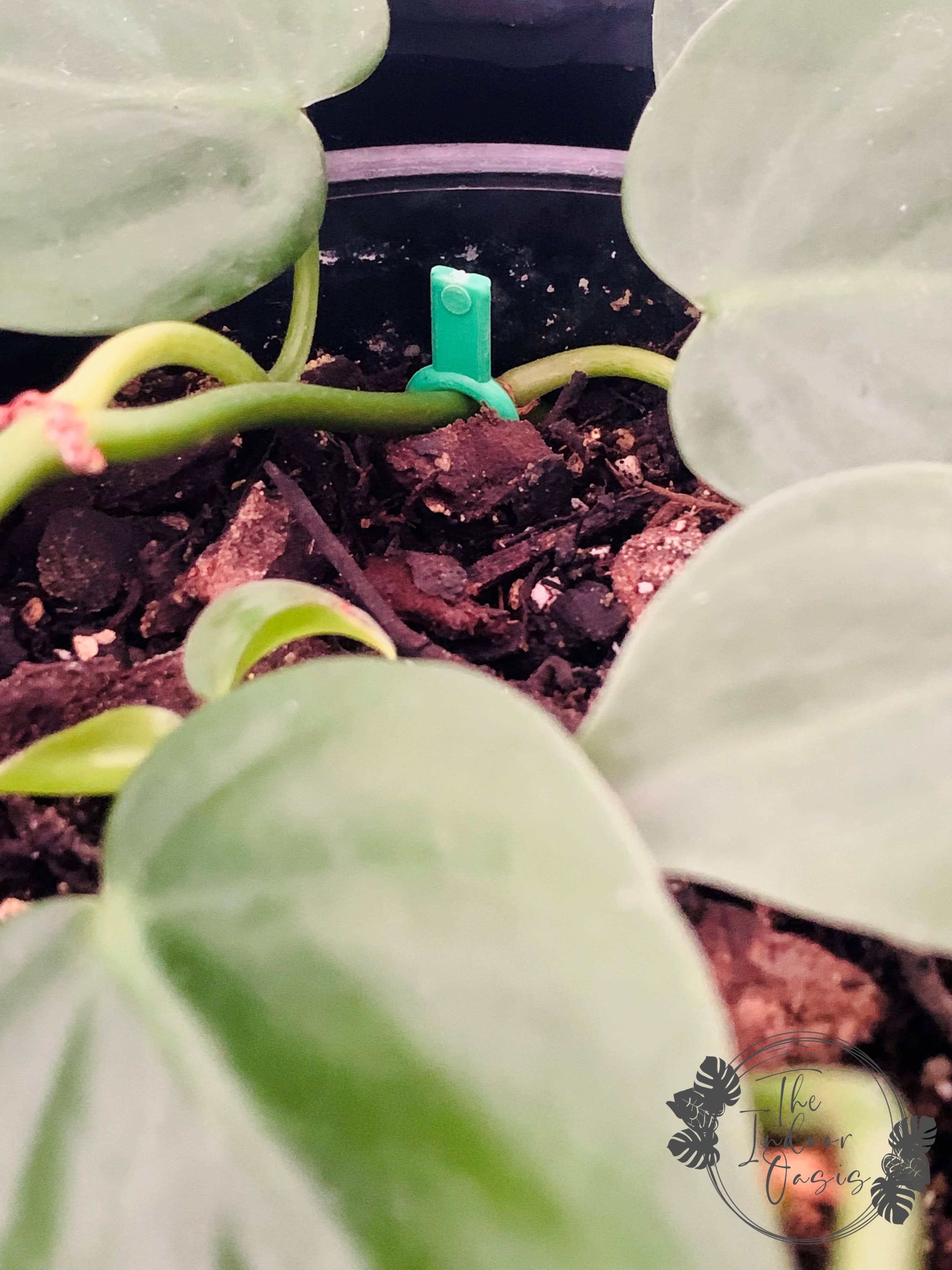 Plant Soil Pins Green Pinning down vine The Indoor Oasis NZ