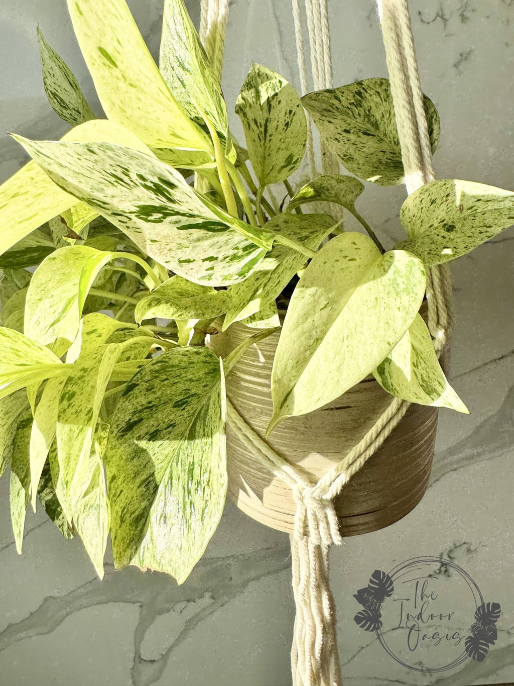 Snow Queen in Boho Weave Macrame Plant Hanger Detail The Indoor Oasis NZ