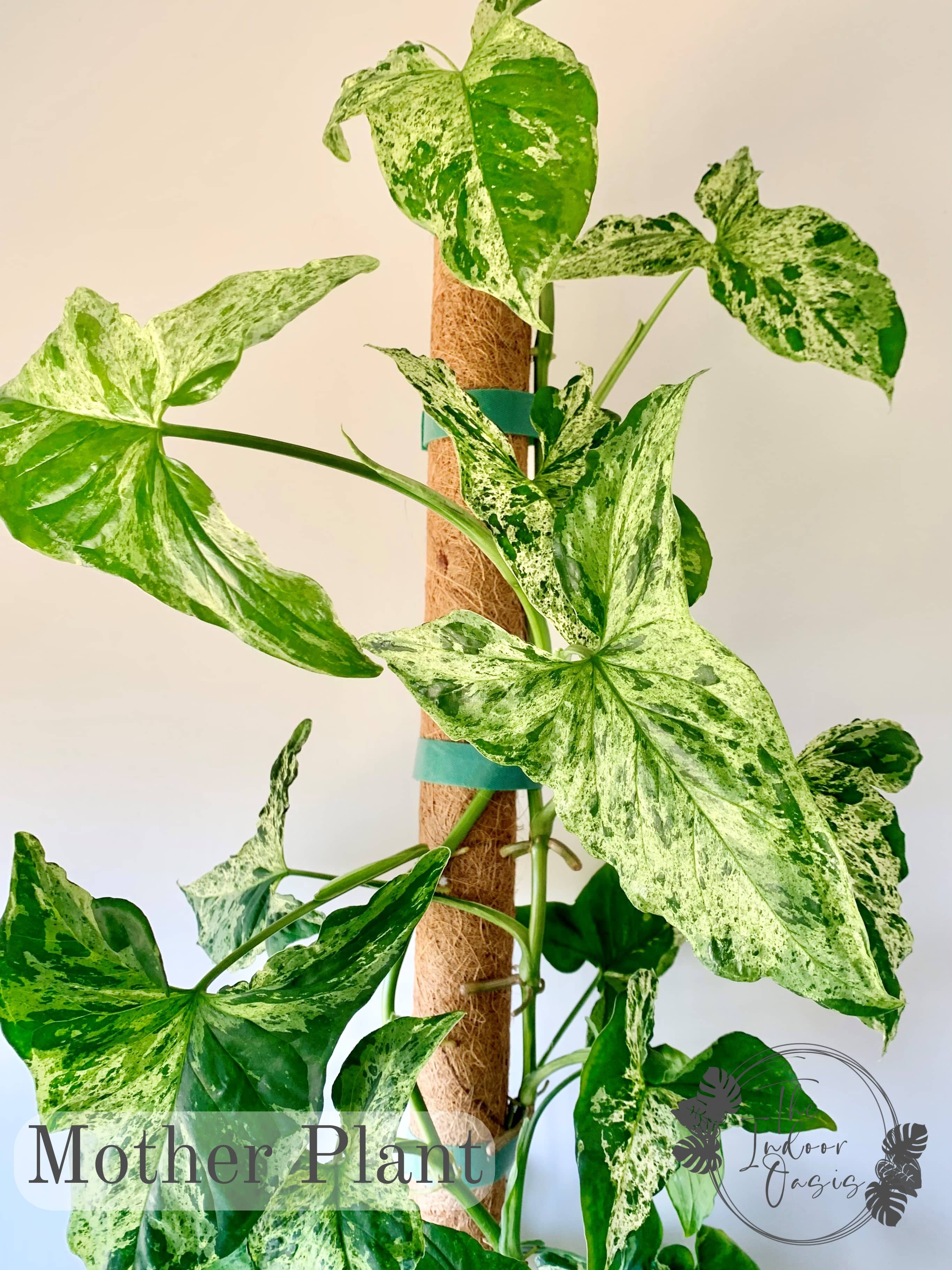 Syngonium Podophyllum Mojito Mother Plant The Indoor Oasis NZ