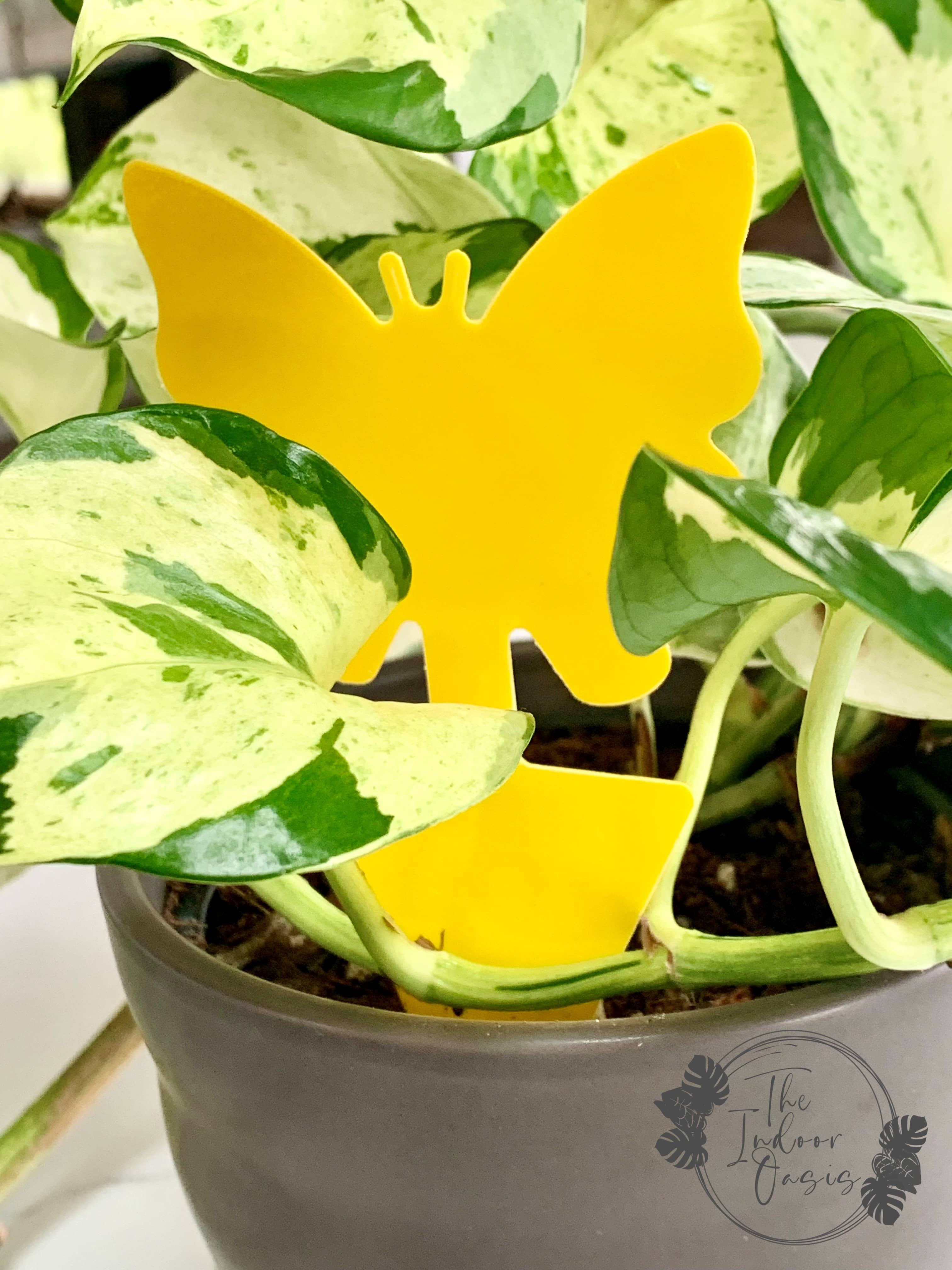 Yellow Sticky Traps for Fungus Gnats