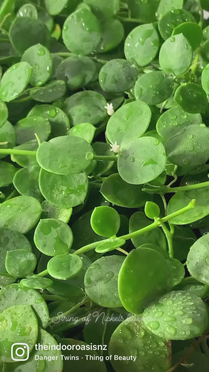 String of Nickels cutting