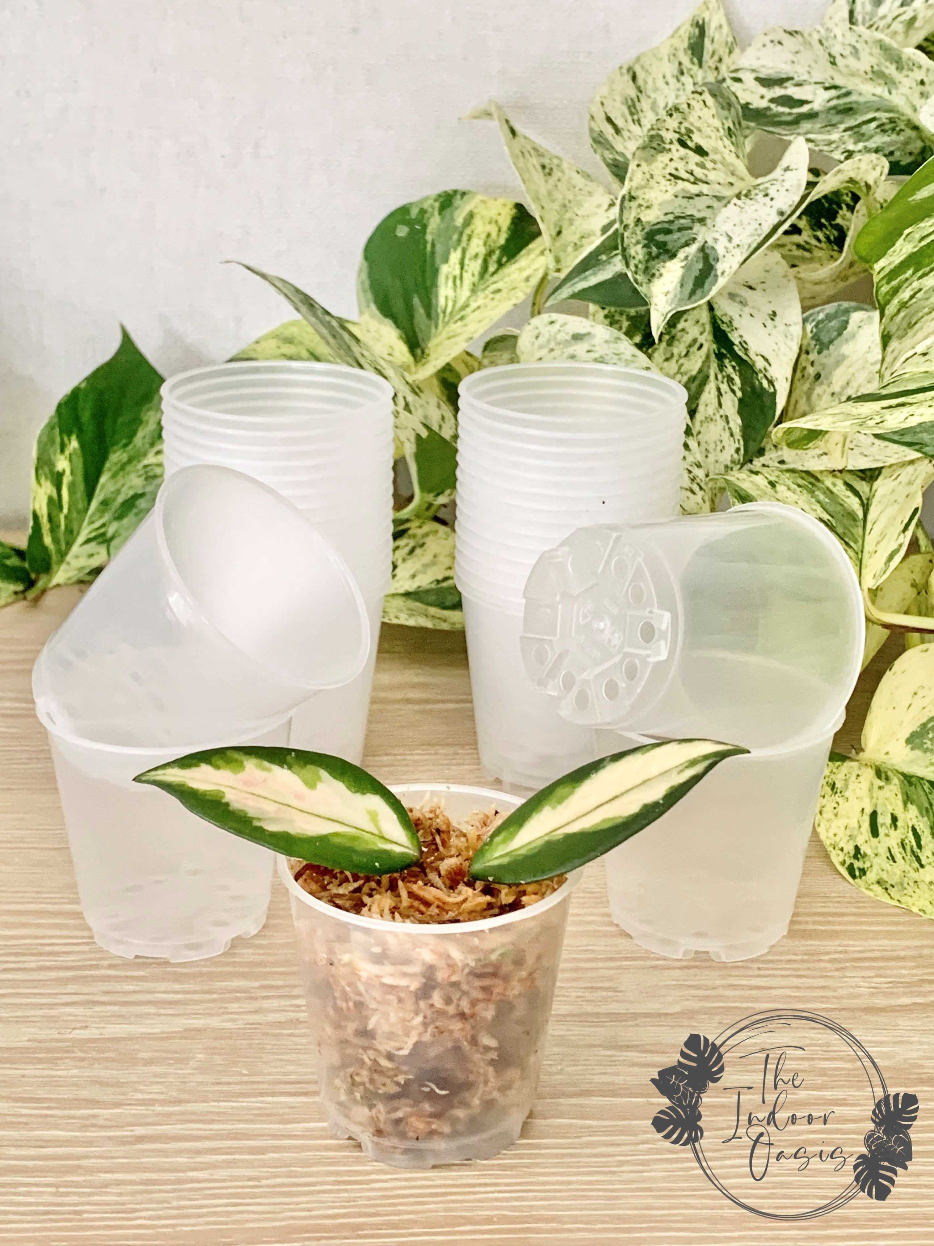 plastic plant pots nz Clear Nursery Pot 6cm – The Indoor Oasis NZ