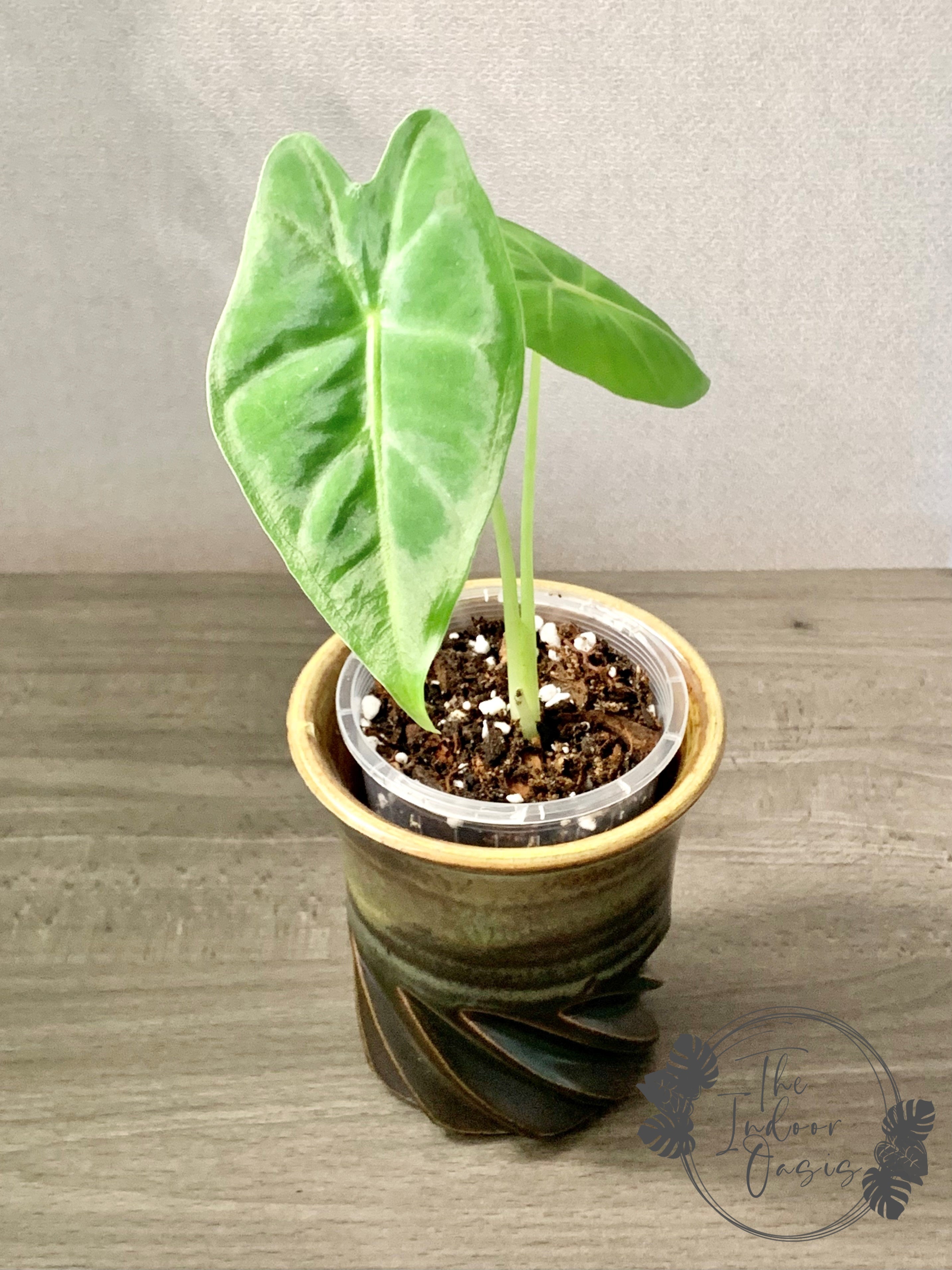 Alocasia Micholitziana Frydek