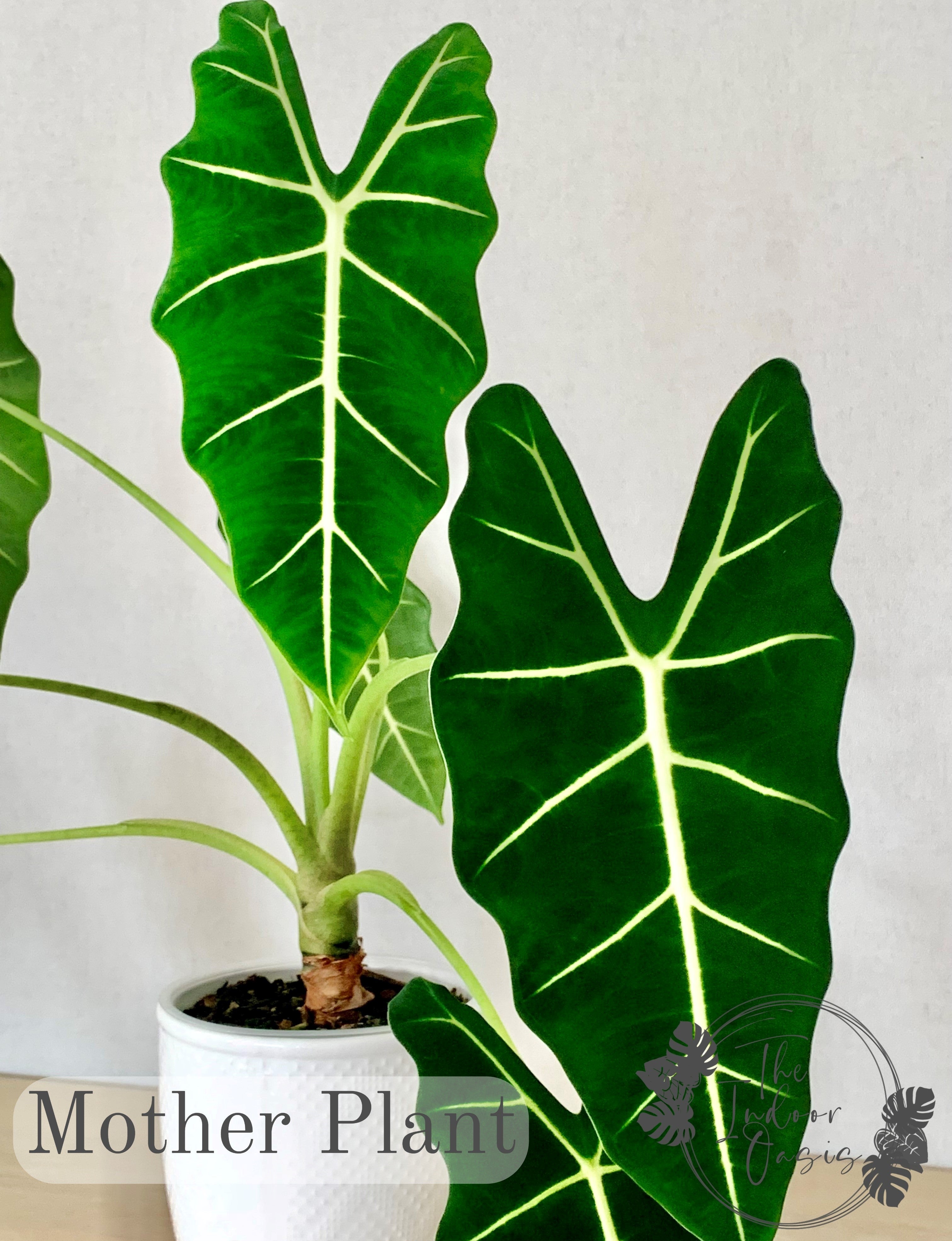 Alocasia Micholitziana Frydek