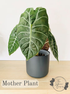 Alocasia Sedenii