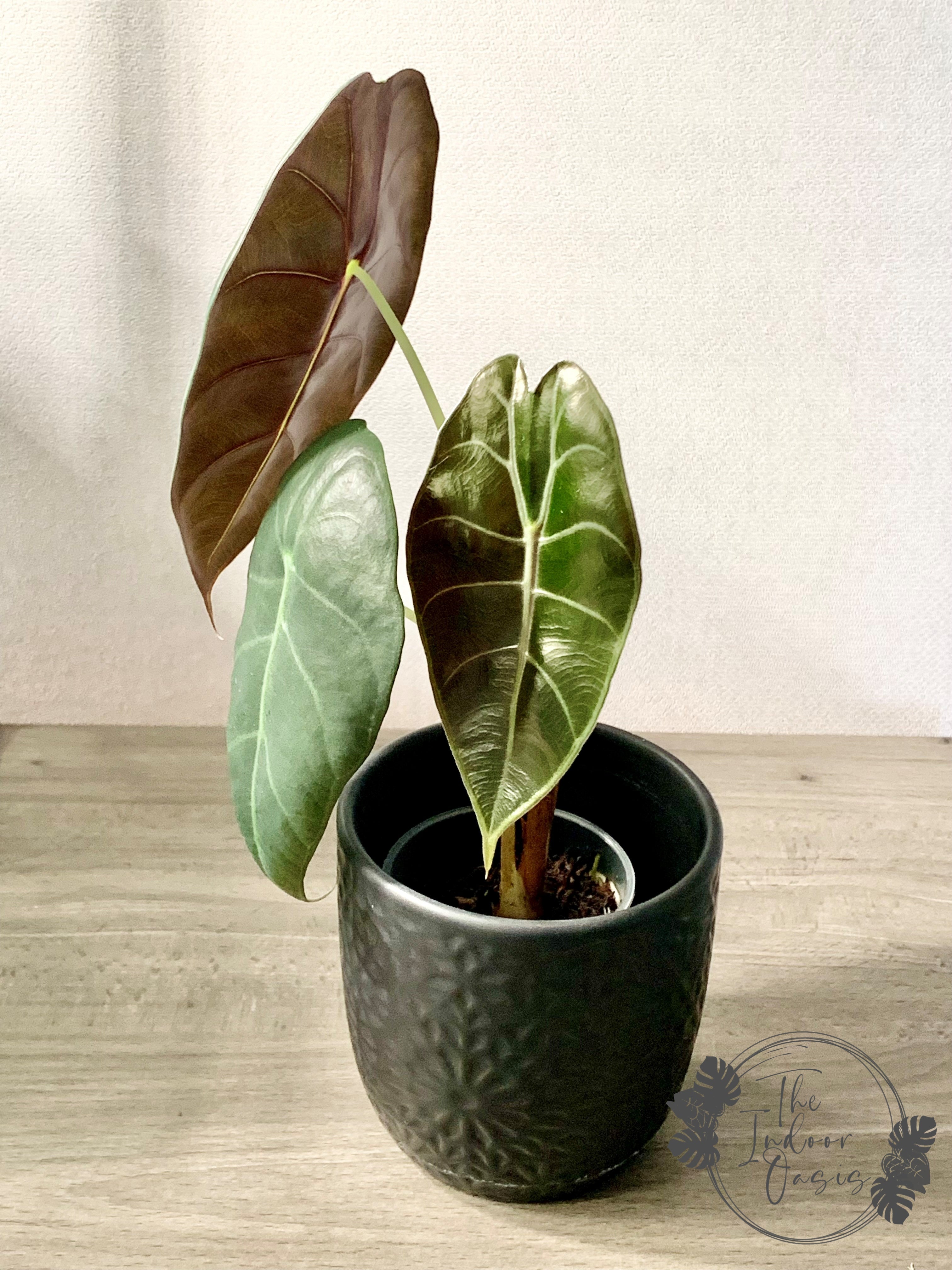 Alocasia Sedenii