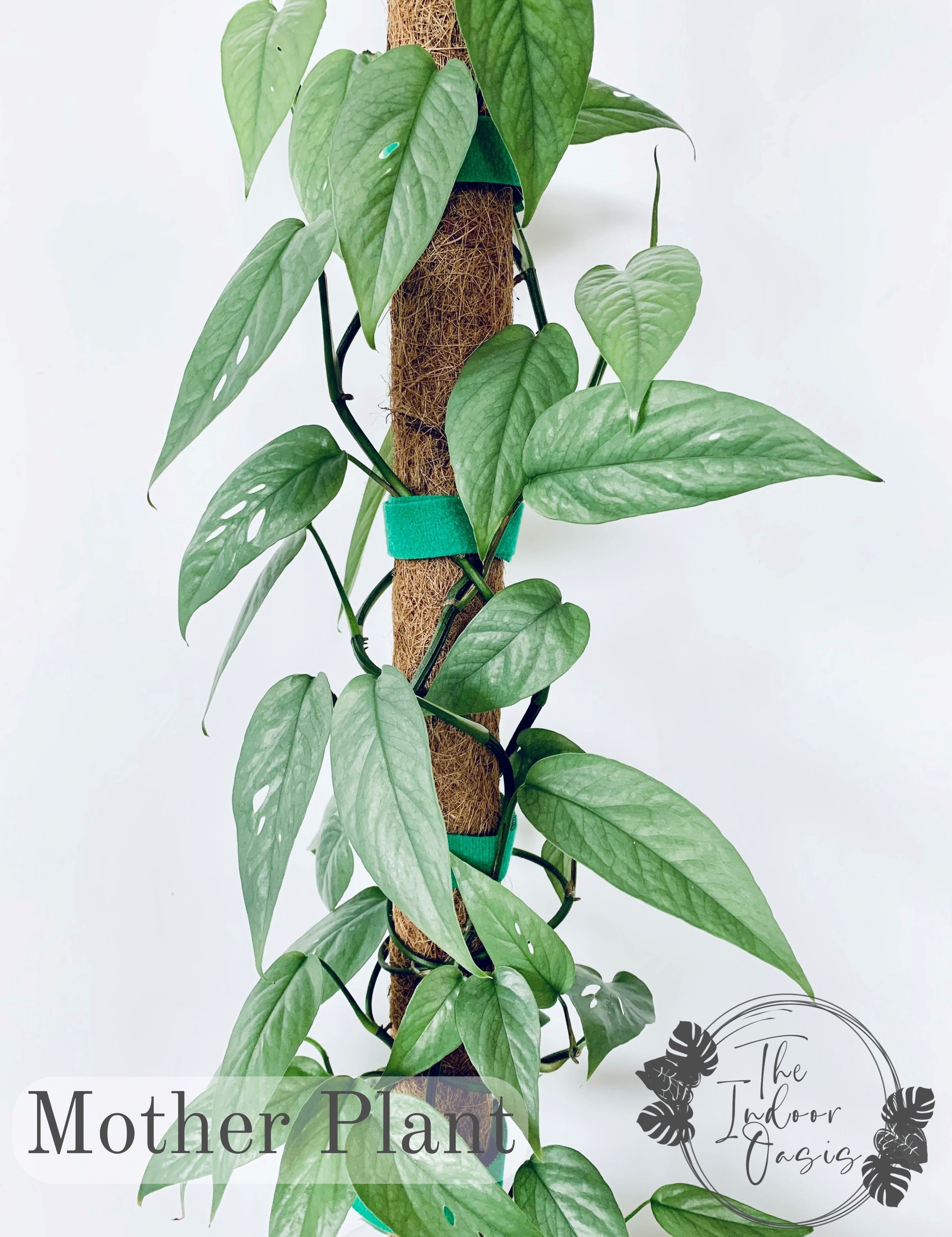 cebu blue pothos cuttings Cebu Blue Pothos cutting