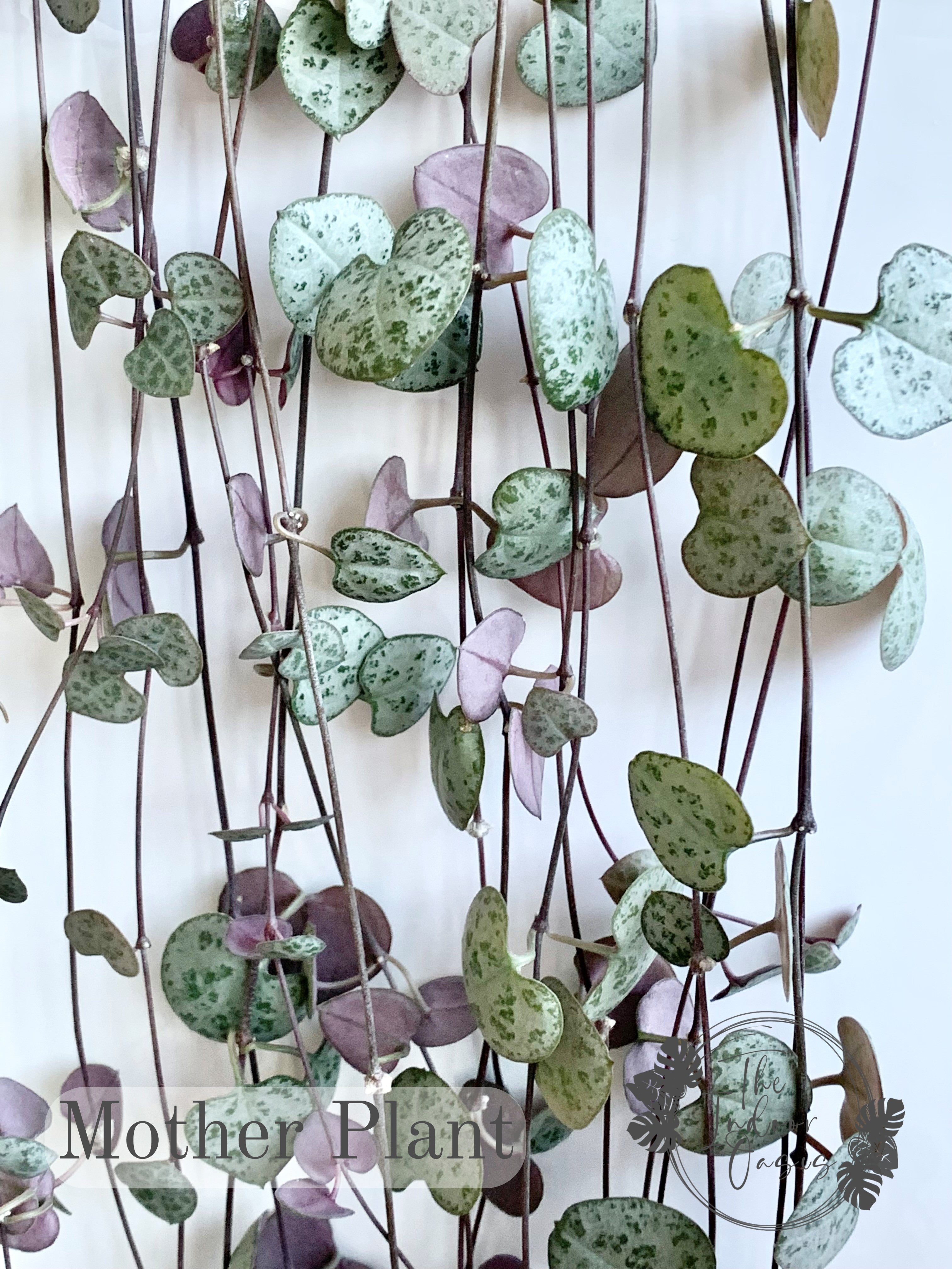 chain of hearts indoor plant Chain of Hearts cutting – The Indoor Oasis NZ