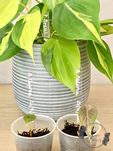 Clear Acrylic Plant Labels