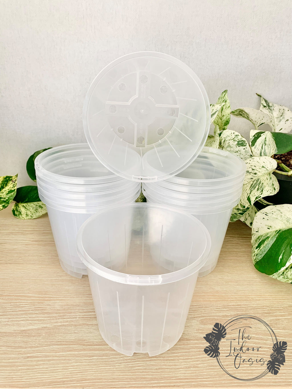 Clear Nursery Pot Clear Pot 14cm The Indoor Oasis NZ