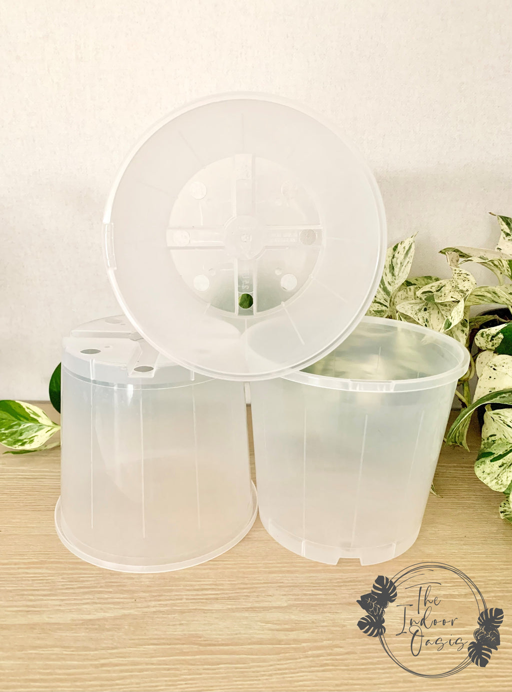 Clear Nursery Pot Clear Pot 17cm The Indoor Oasis NZ