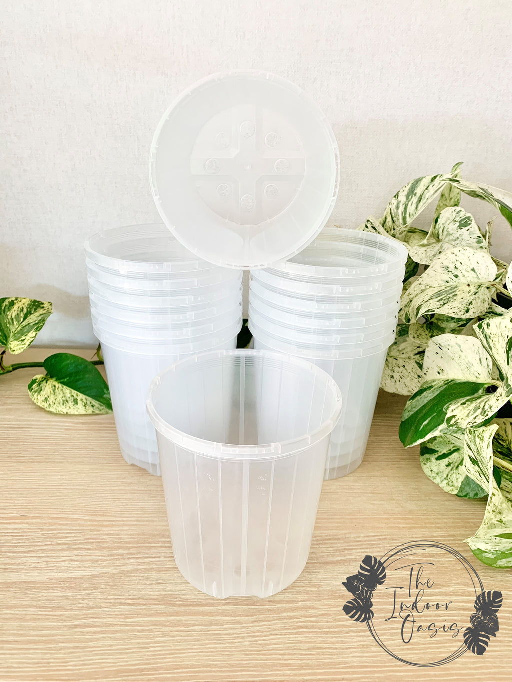 Clear Nursery Pot Clear Pot 12cm The Indoor Oasis NZ