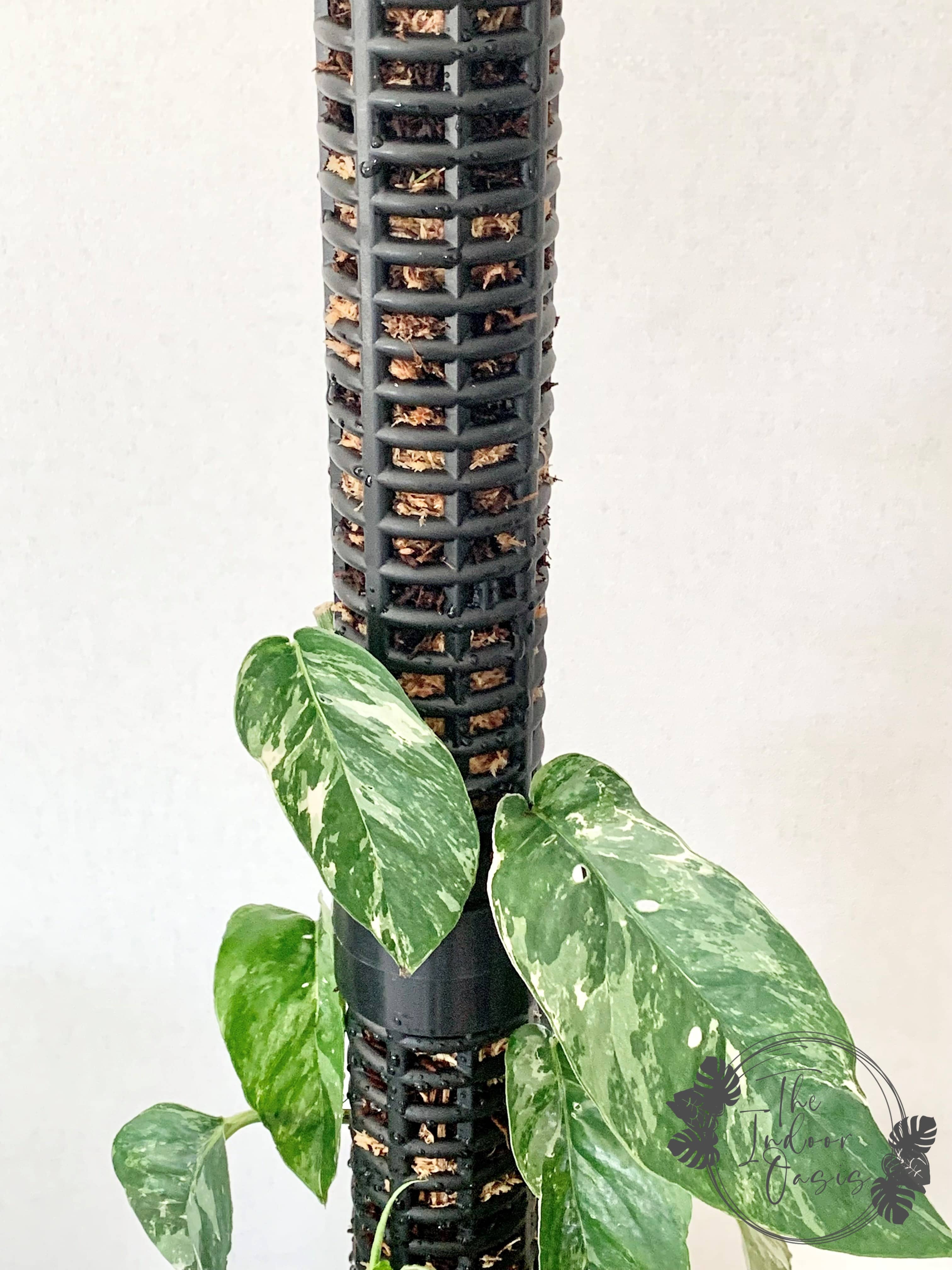 moss pole nz Modular Moss Pole Tower Black / Frosted – The Indoor Oasis NZ