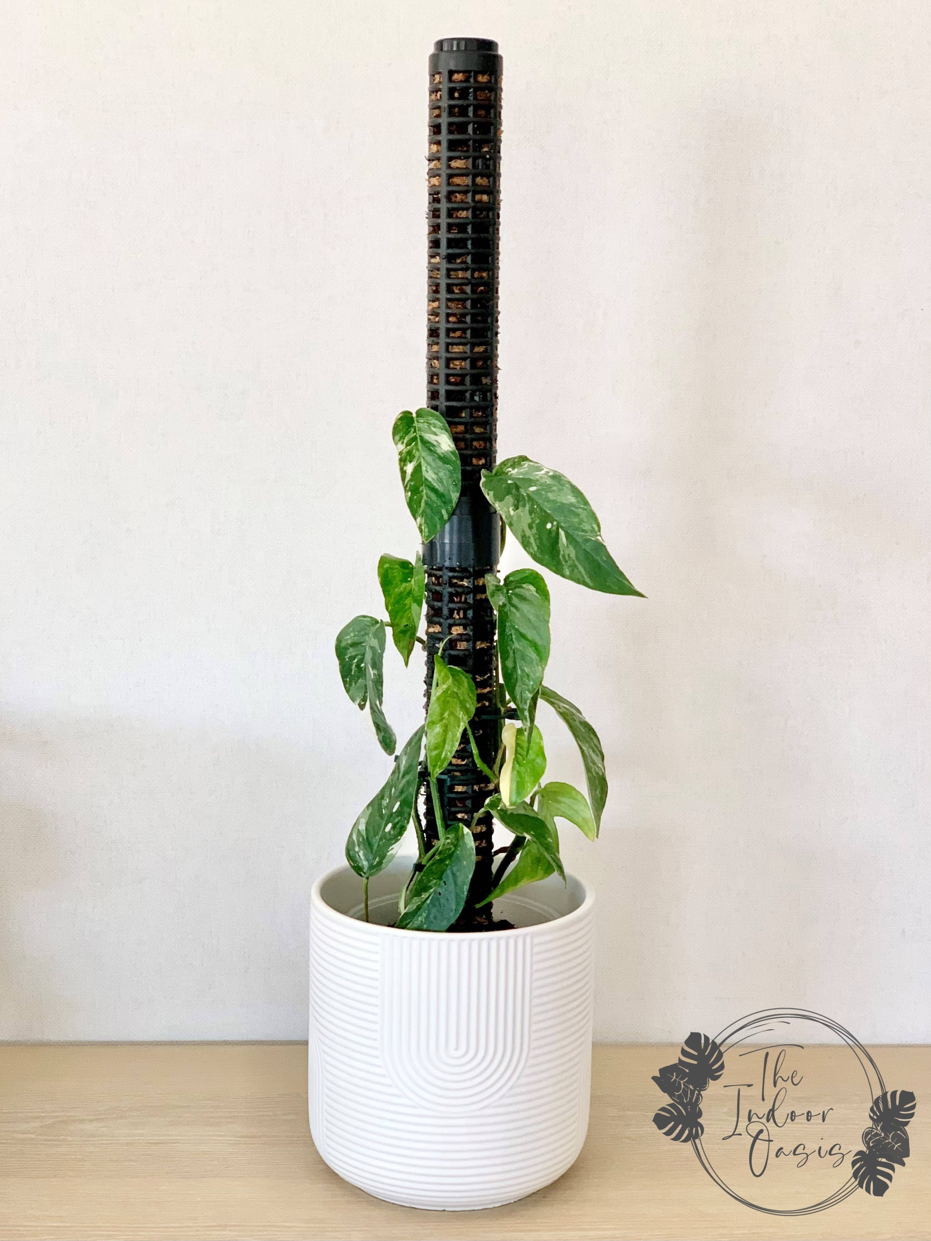 dragon tail plant moss pole Modular Moss Pole Tower Black / Frosted – The Indoor Oasis NZ