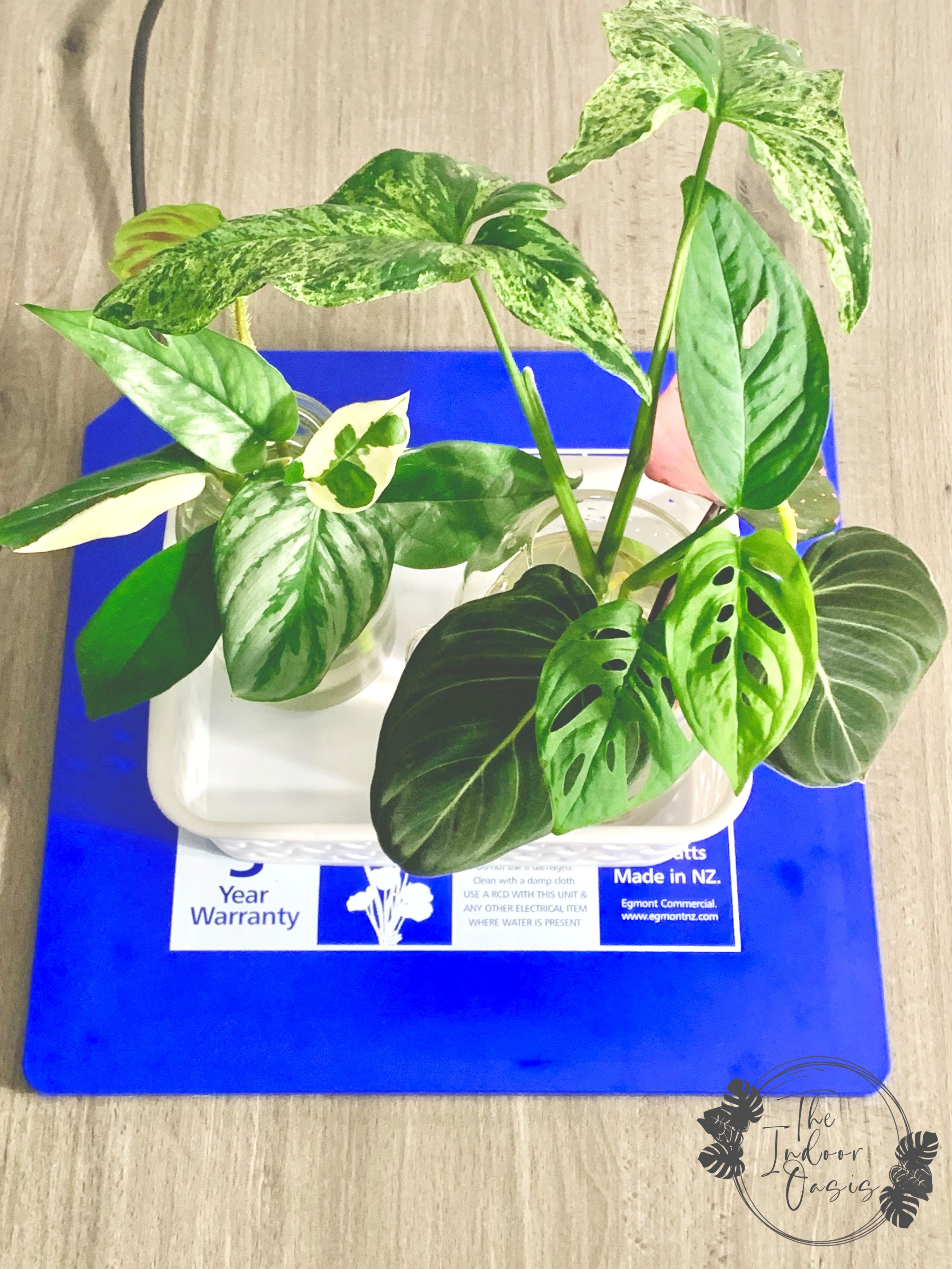 Egmont Rigid Heat Pad heatmat heatpad plant propagation The INdoor Oasis NZ