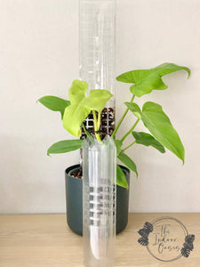 Clear Aroid Moss Pole rolled The Indoor Oasis NZ