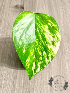 Golden Pothos 1-node cutting example The Indoor Oasis NZ