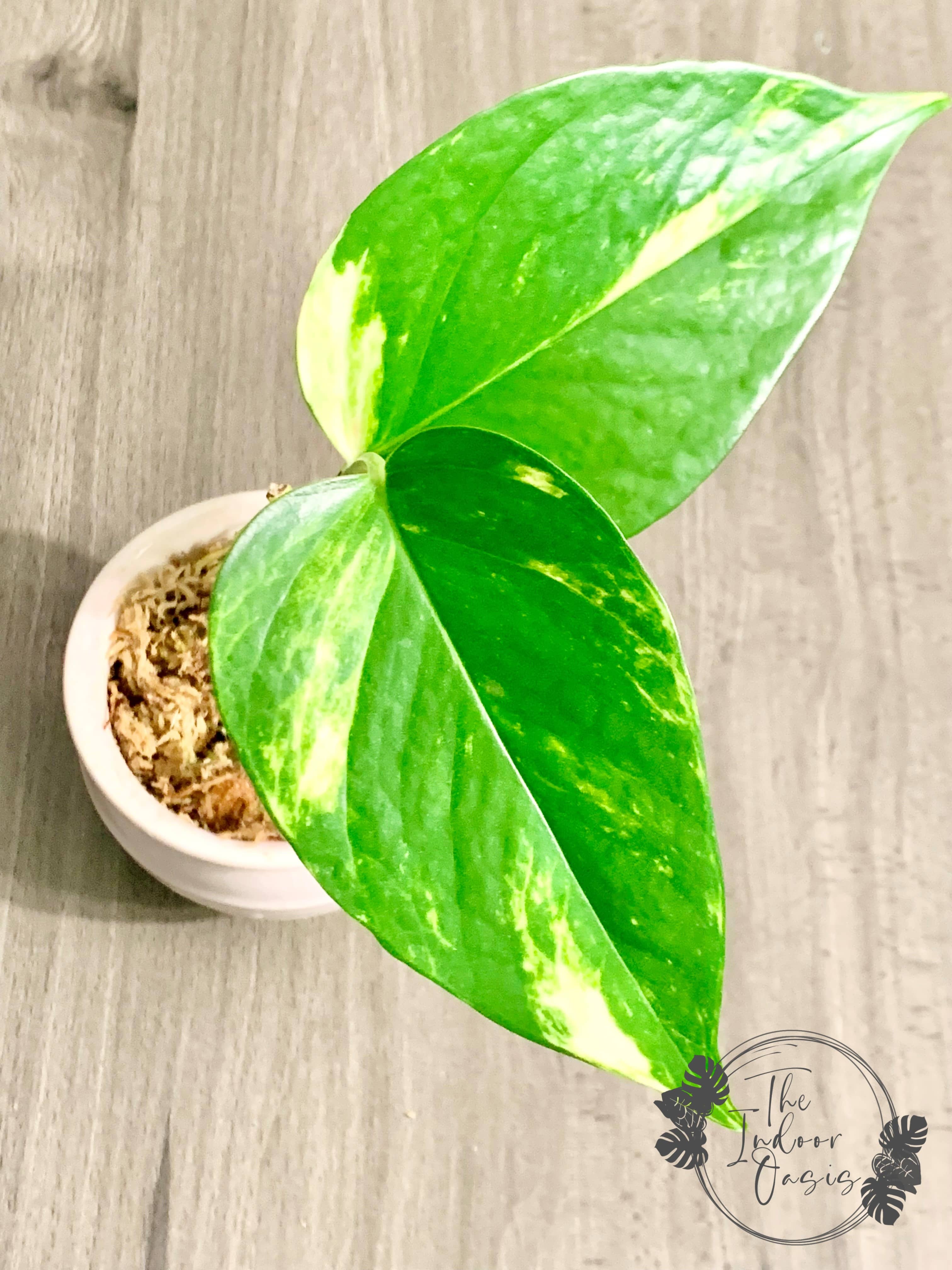 Golden Pothos 2-node cutting example The Indoor Oasis NZ