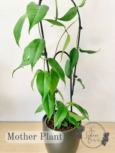 Hoya Coriacea Mother Plant The Indoor Oasis NZ