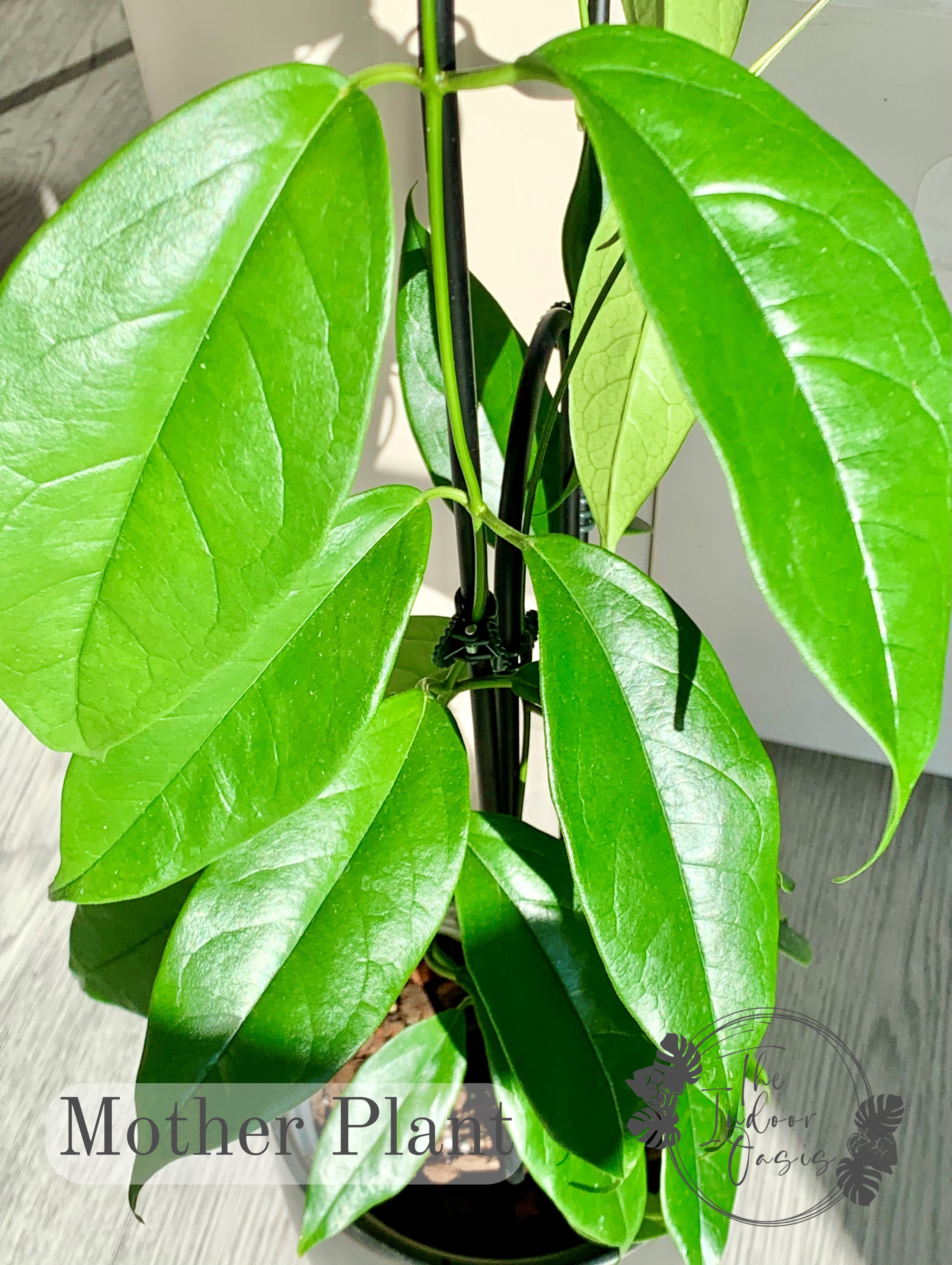 Hoya Coriacea Mother Plant The Indoor Oasis NZ