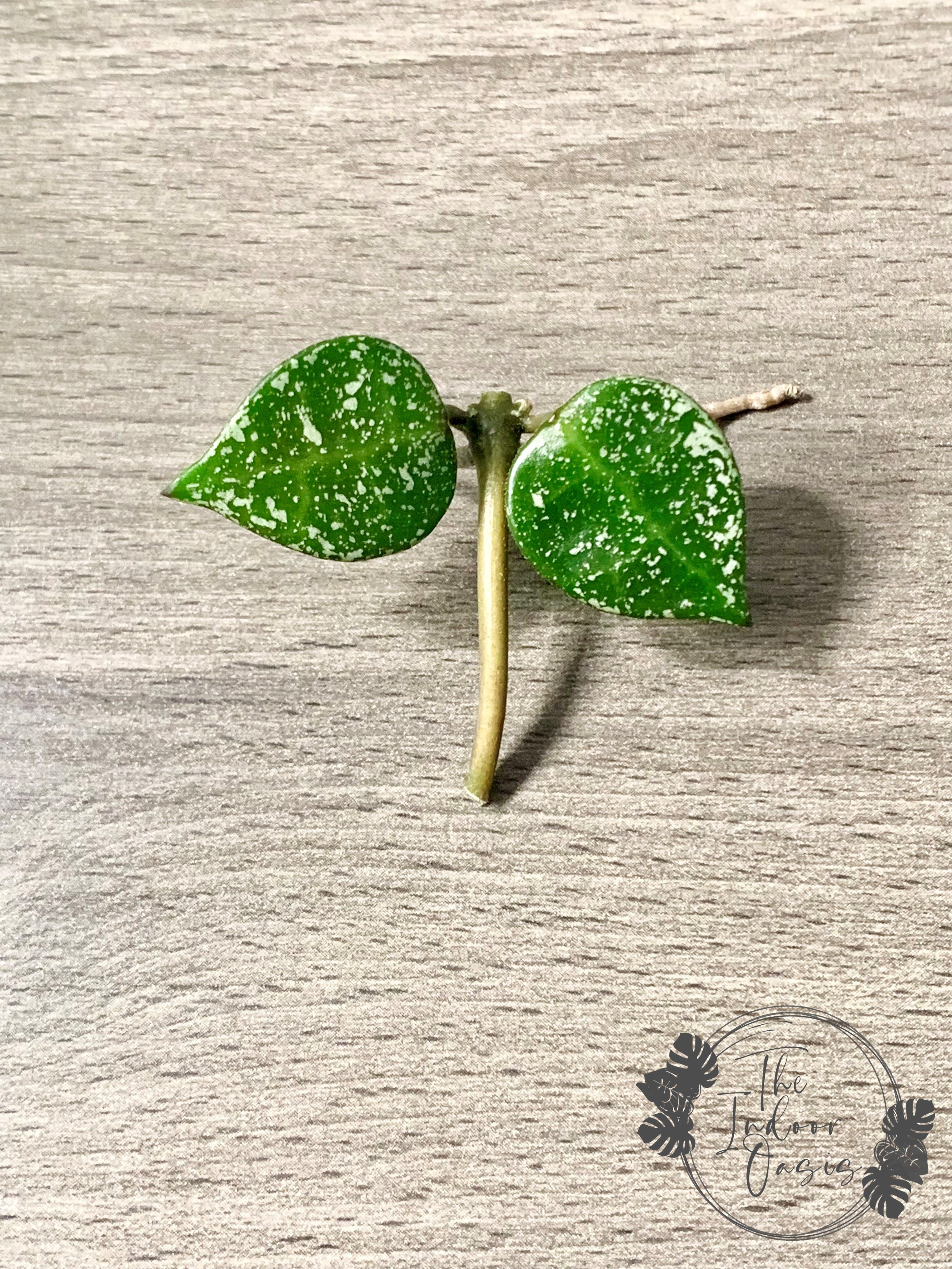 Hoya Krohniana Silver Splash cutting