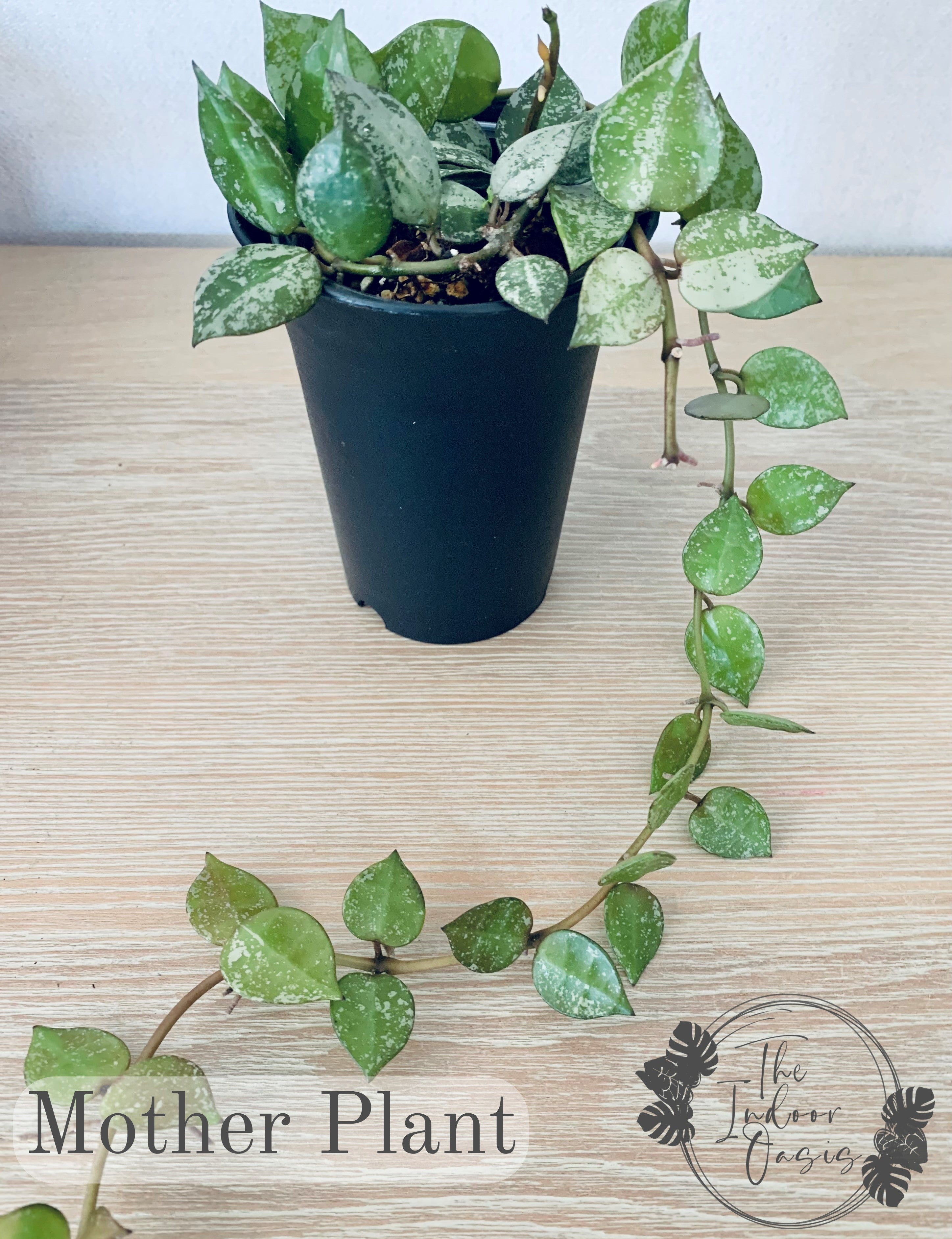 Hoya Krohniana Silver Splash cutting