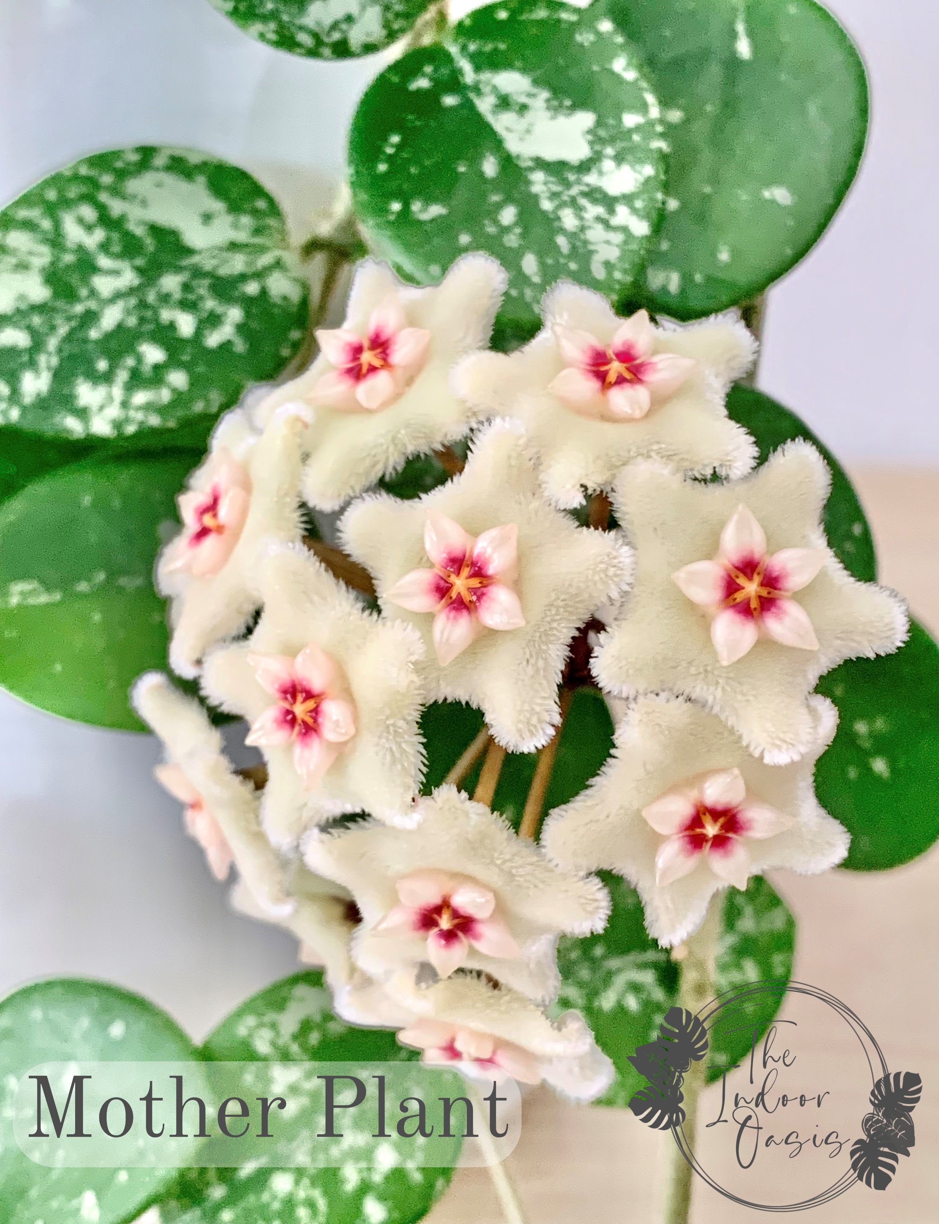 Hoya Mathilde Flower Hoya Mathilde cutting – The Indoor Oasis NZ