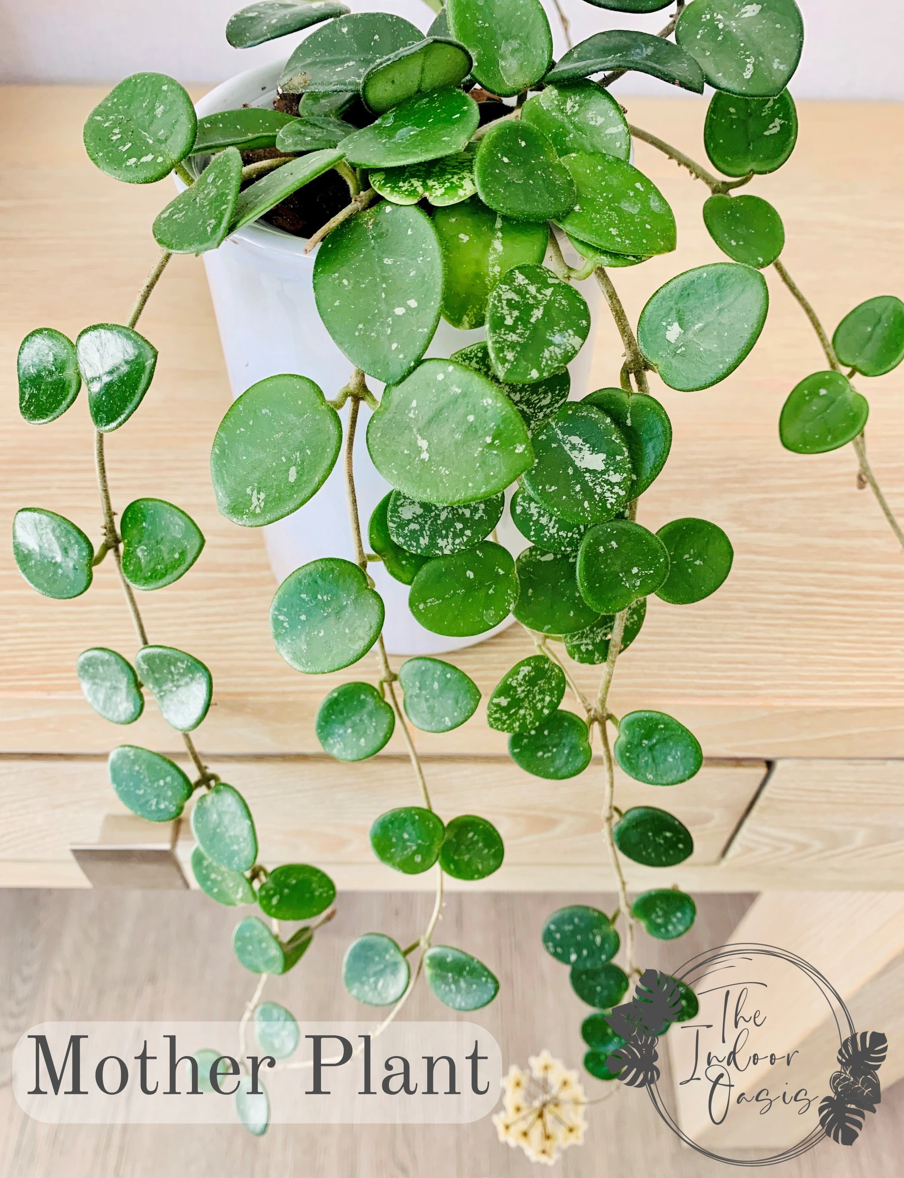 Hoya Mathilde Mother Plant The Indoor Oasis NZ