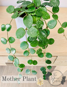 Hoya Mathilde Mother Plant The Indoor Oasis NZ