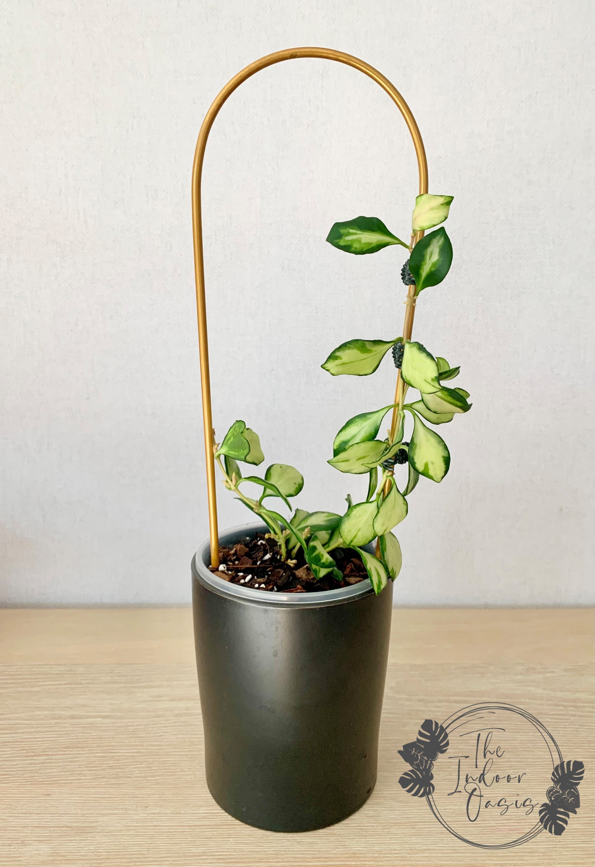 Hoya Plant on Metal Plant Climbing Arch Frame Trellis The Indoor Oasis NZ