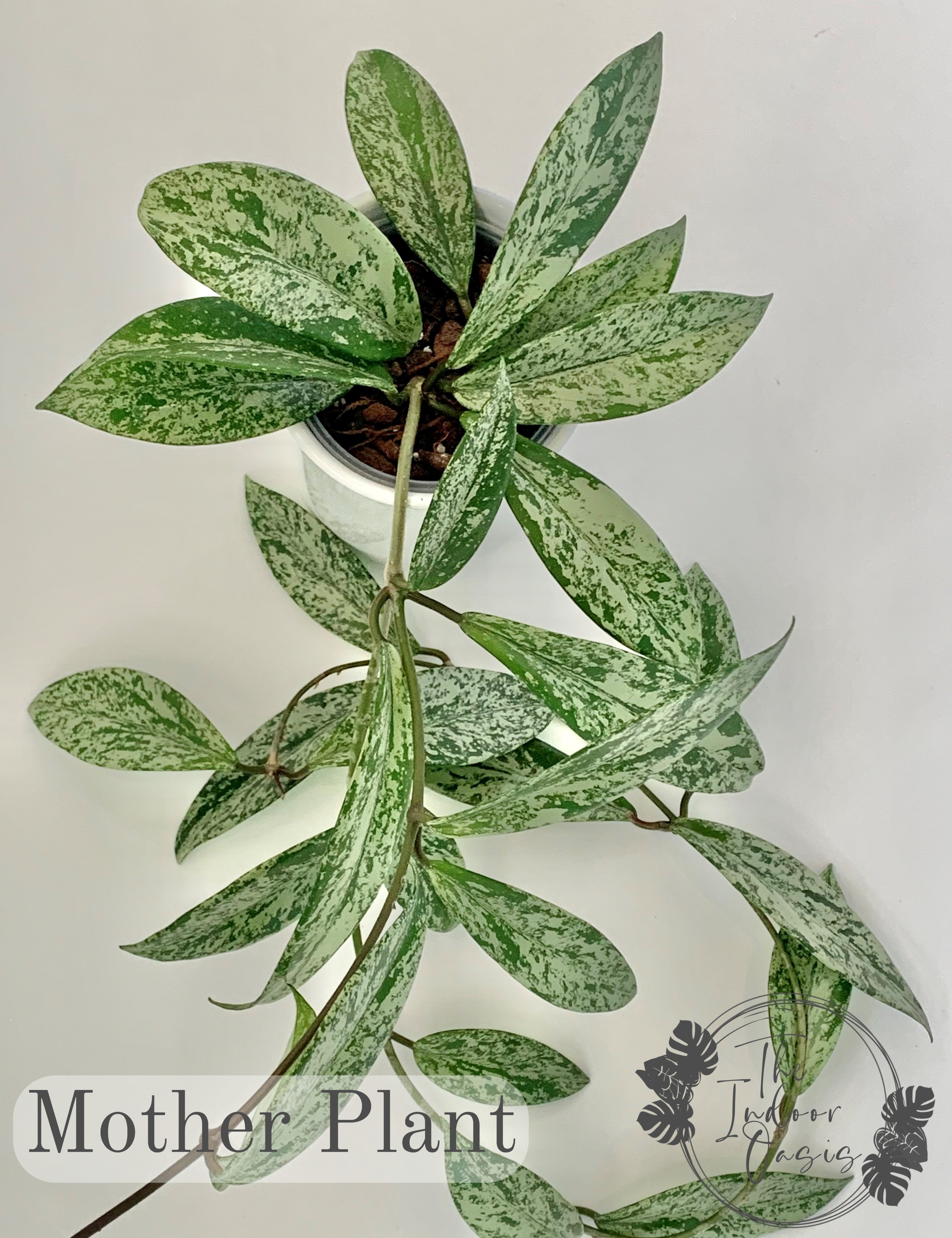 Hoya Pubicalyx Super Splash Mother Plant The Indoor Oasis NZ