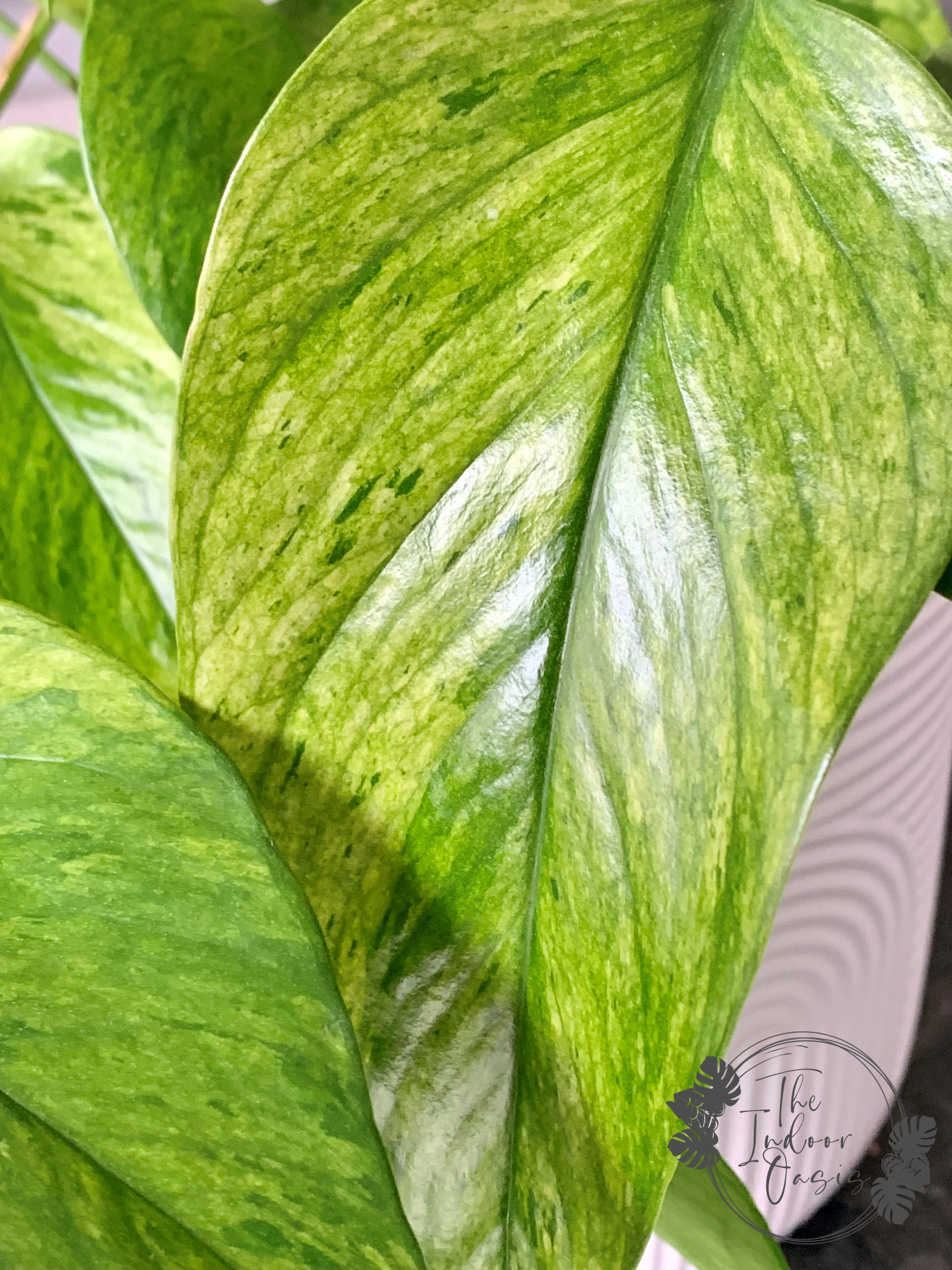jessenia pothos Jessenia Pothos cutting – The Indoor Oasis NZ