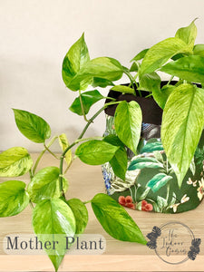 Jessenia Pothos cutting