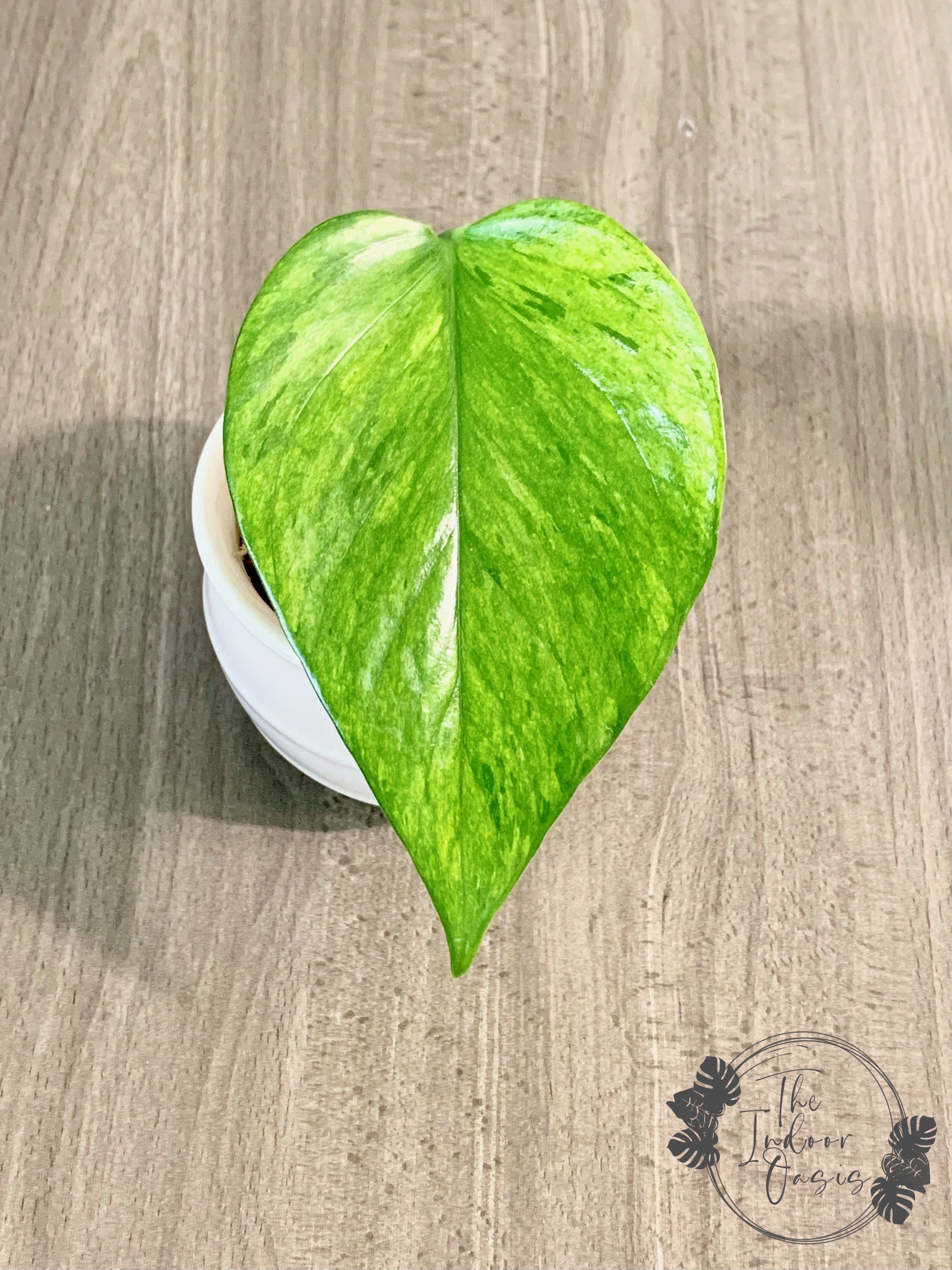 Jessenia Pothos cutting