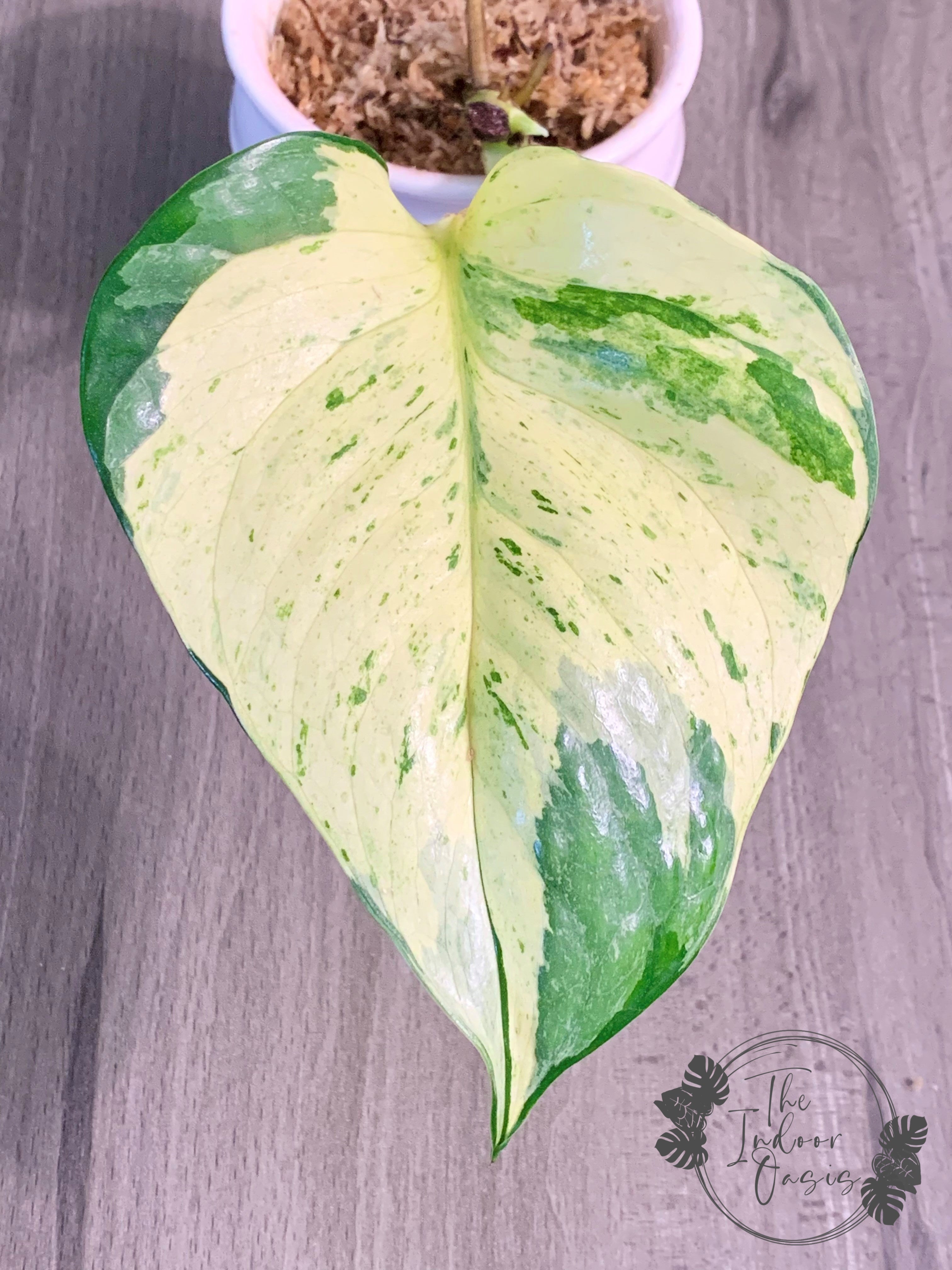 Buy Manjula Pothos cutting The Indoor Oasis NZ