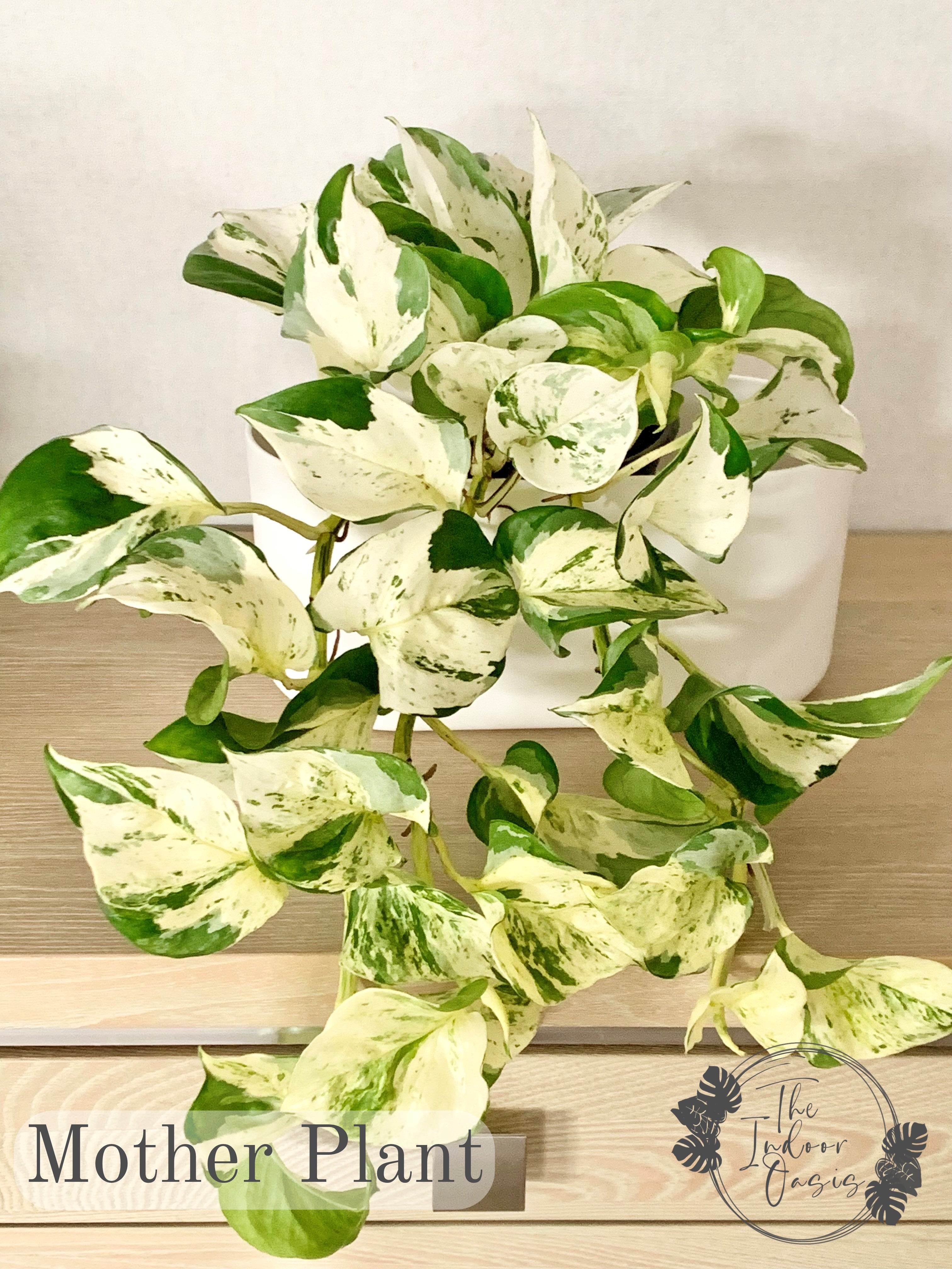 Manjula Pothos Mother Plant The Indoor Oasis NZ