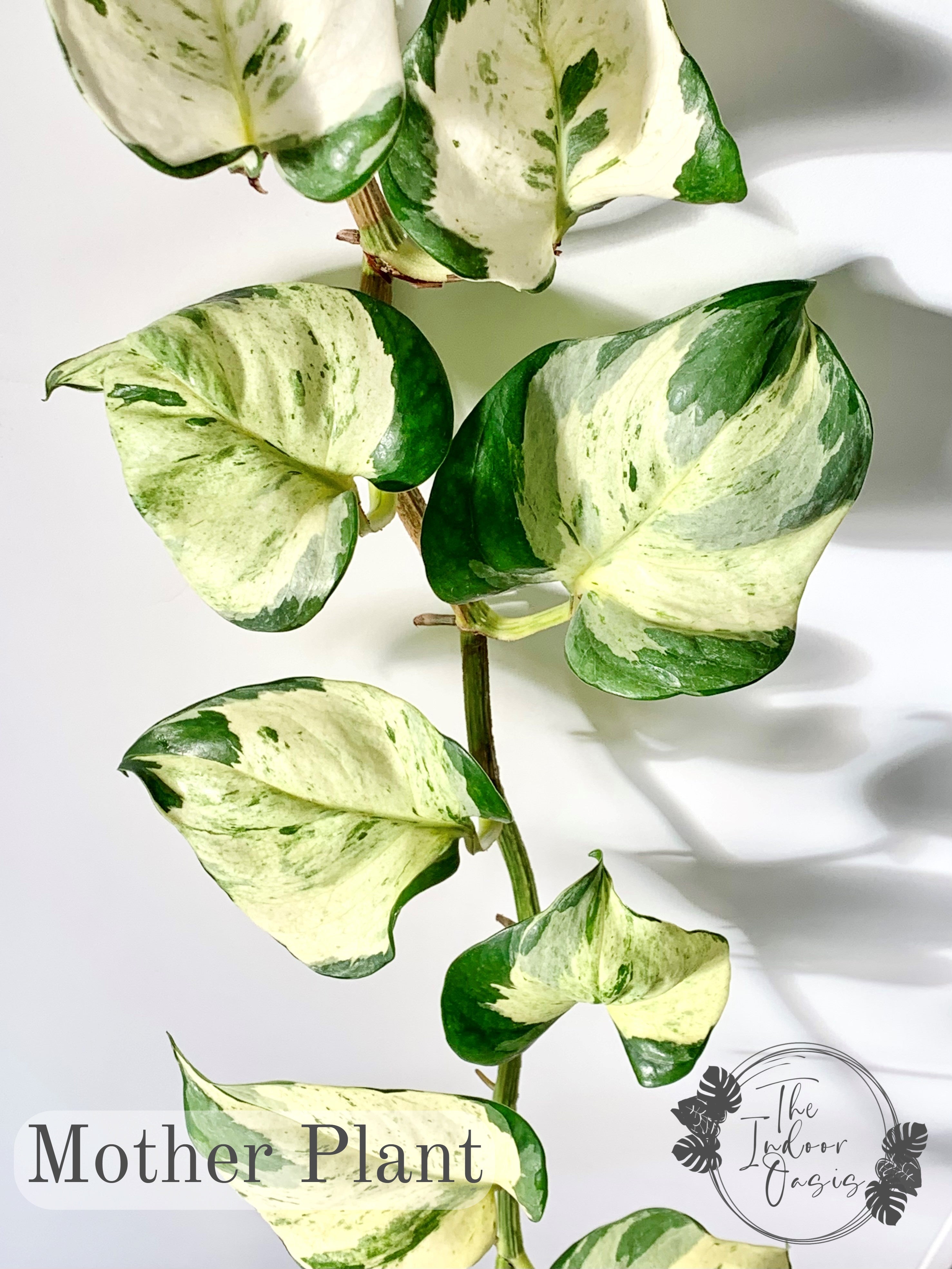 manjula pothos cutting Manjula Pothos cutting – The Indoor Oasis NZ