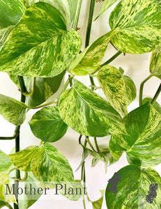 Marble Queen Pothos Mother Plant The Indoor Oasis NZ