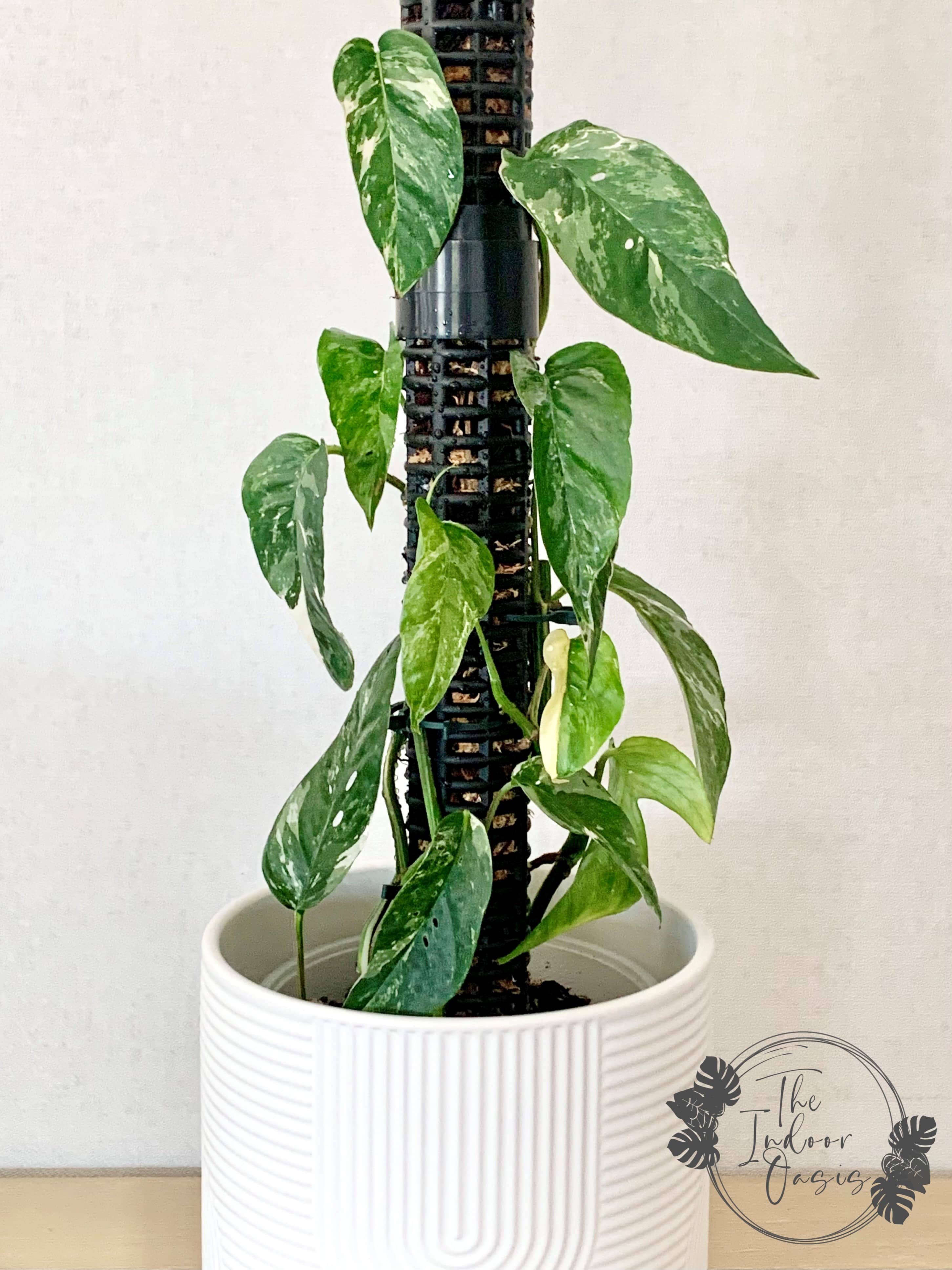pothos tower Modular Moss Pole Tower Black / Frosted – The Indoor Oasis NZ