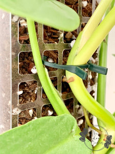 Moss Pole Clip on Clear Aroid Moss Pole The Indoor Oasis NZ