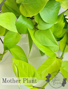 Neon Pothos Mother Plant The Indoor Oasis NZ