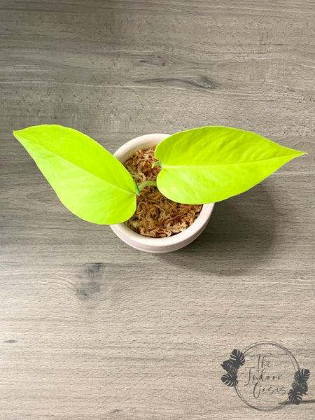 pothos nz Neon Pothos cutting – The Indoor Oasis NZ
