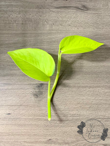 Neon Pothos 2-node cutting example The Indoor Oasis NZ