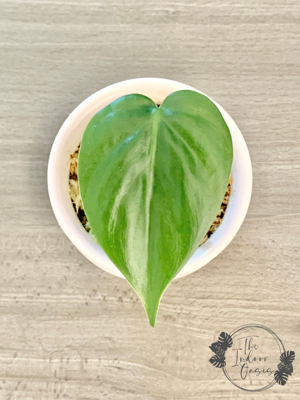 Heart Leaf Philodendron Heartleaf cutting The Indoor Oasis NZ