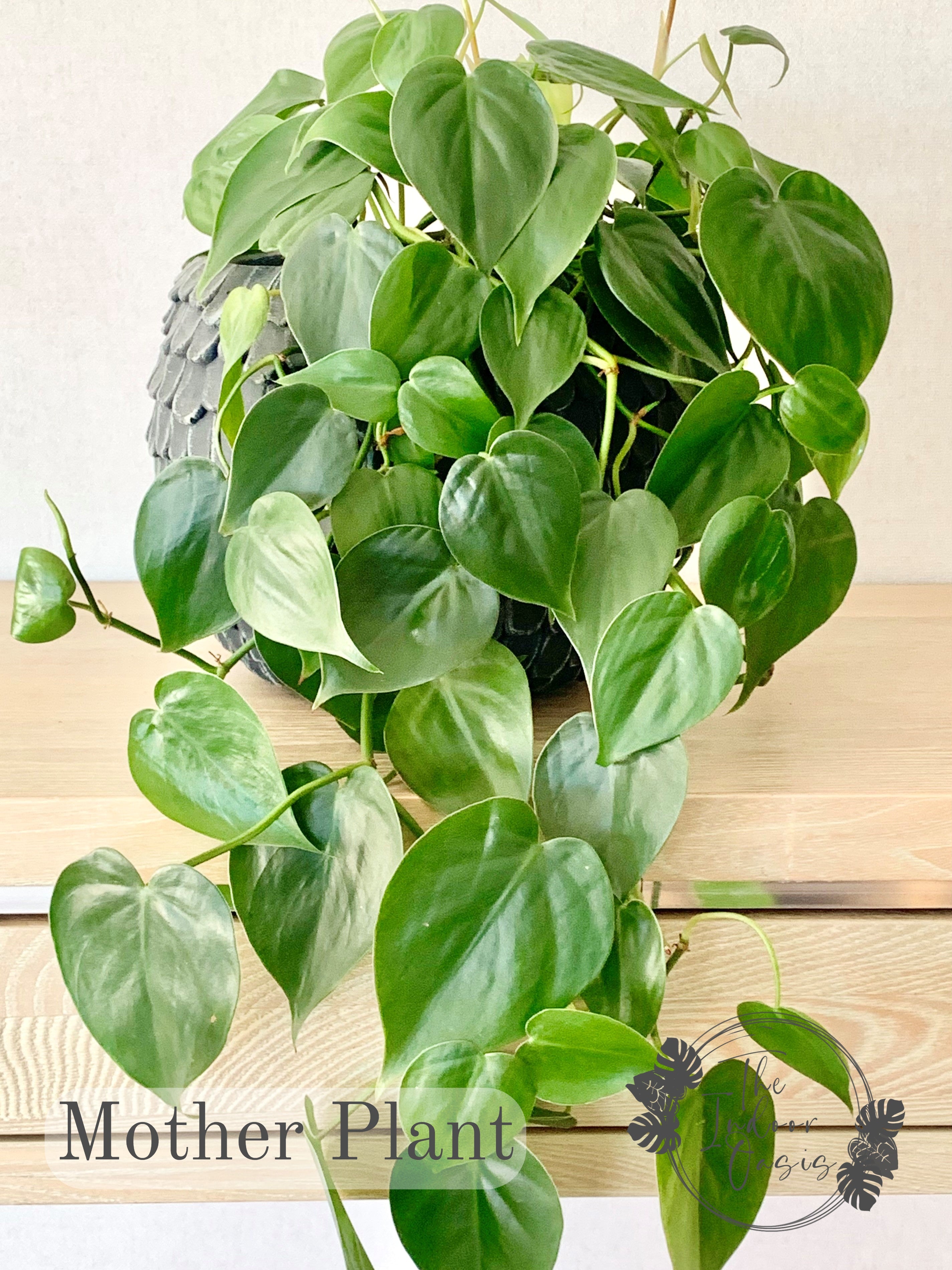 Heart Leaf Philodendron Mother Plant The Indoor Oasis NZ