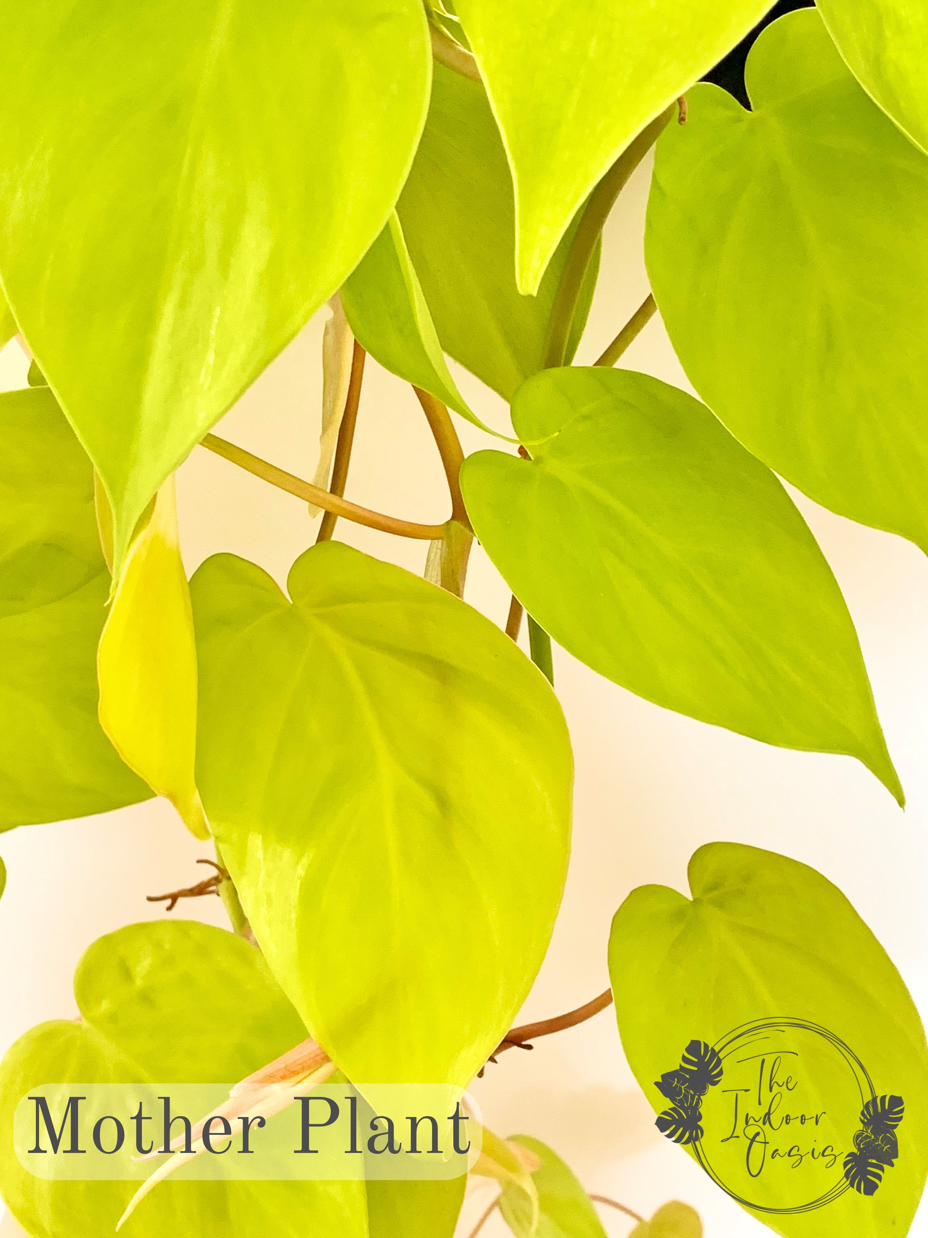 Philodendron Lemon Lime Mother Plant The Indoor Oasis NZ