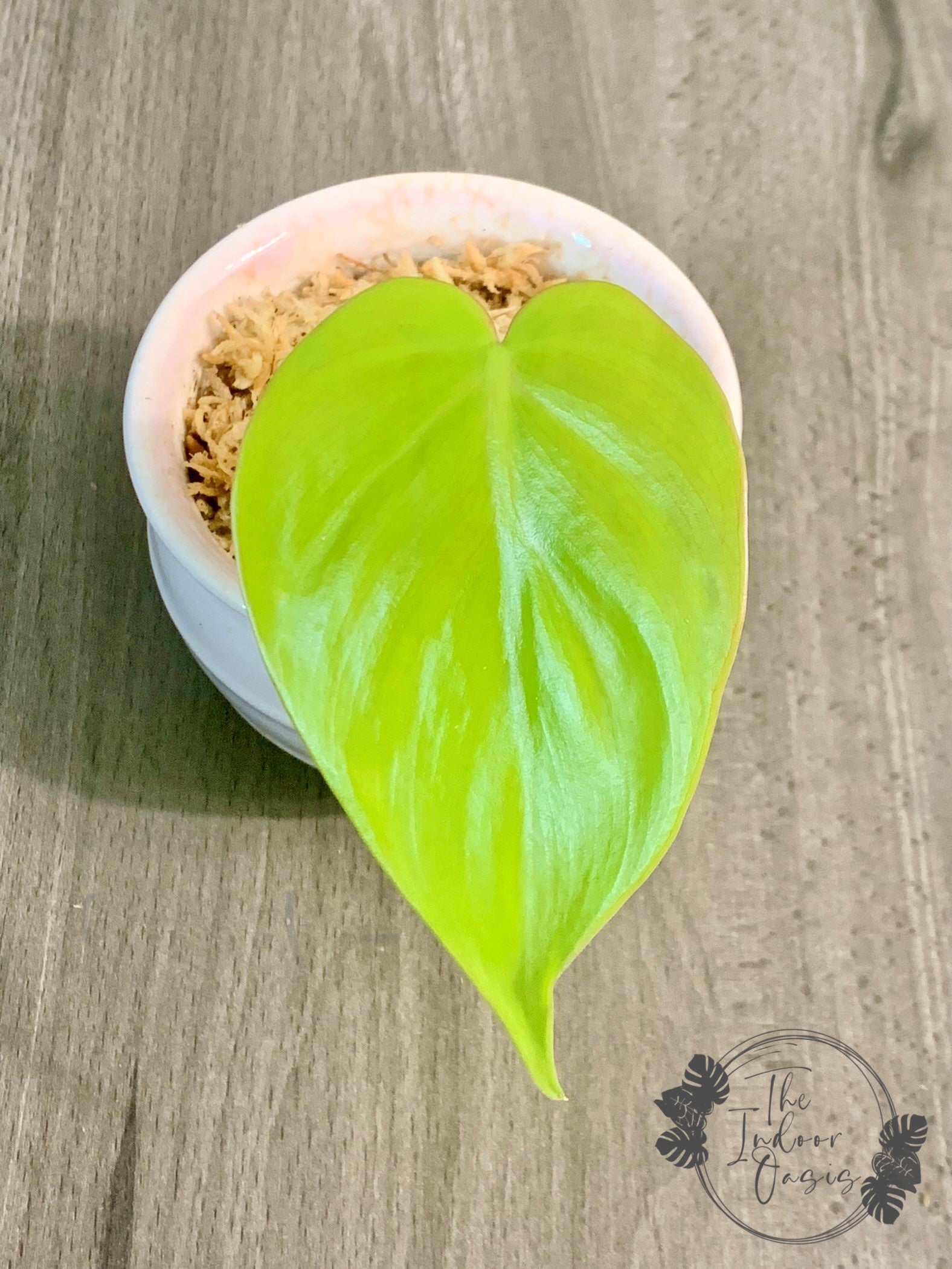 lemon lime philodendron cuttings Philodendron Lemon Lime cutting