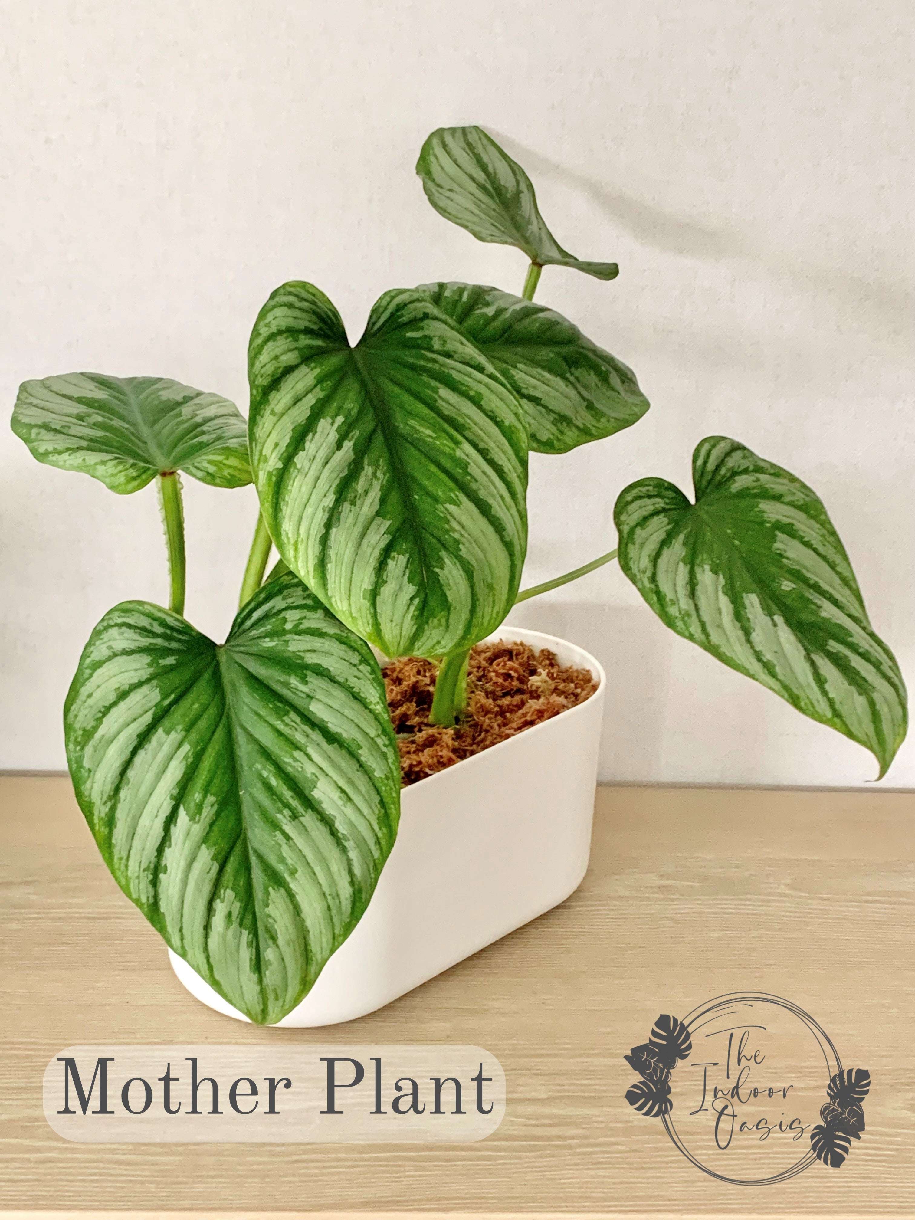 Philodendron Mamei cutting